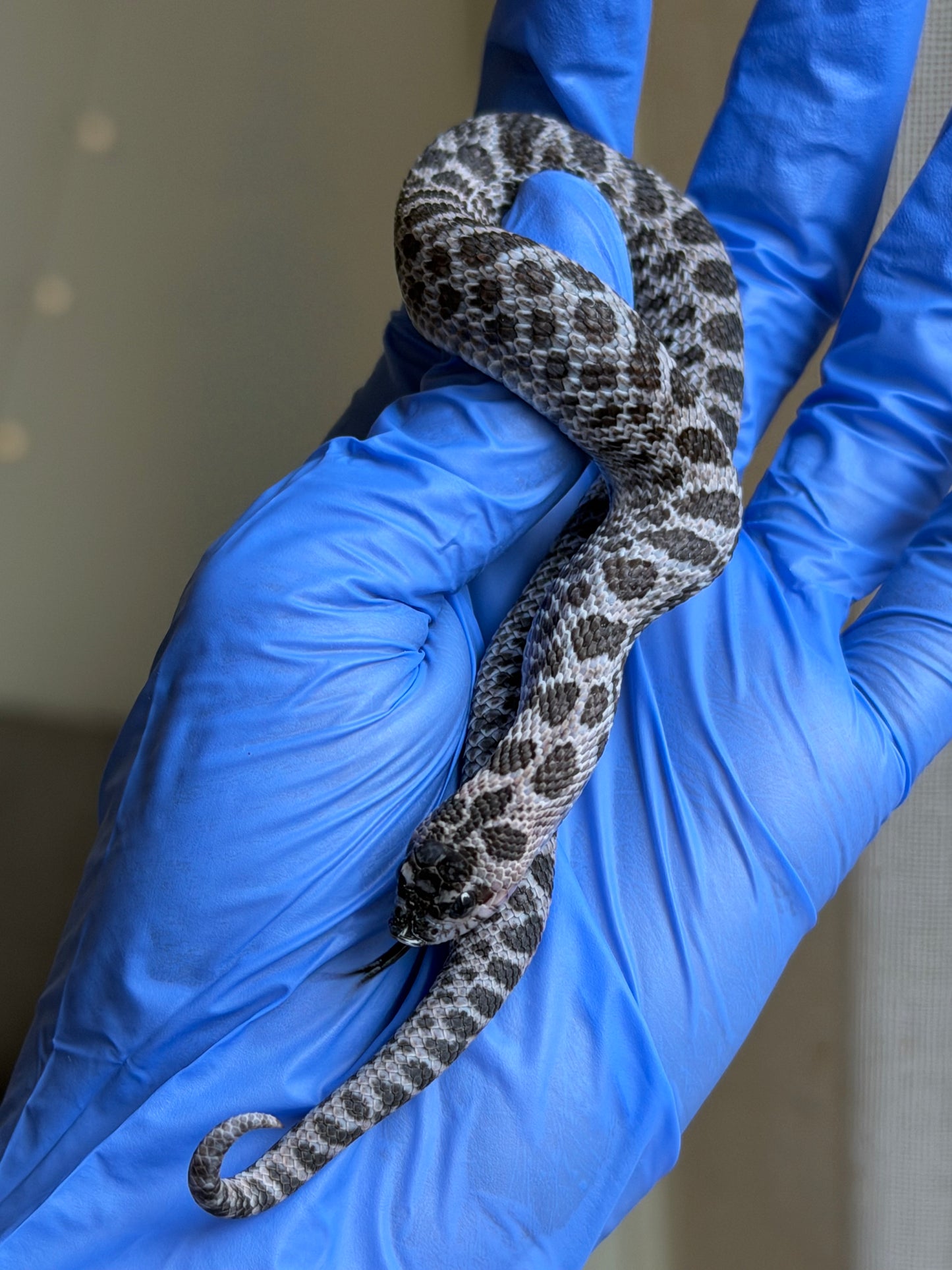 2025 超級北極紫貂66%ph白化 ♂ (H25195)