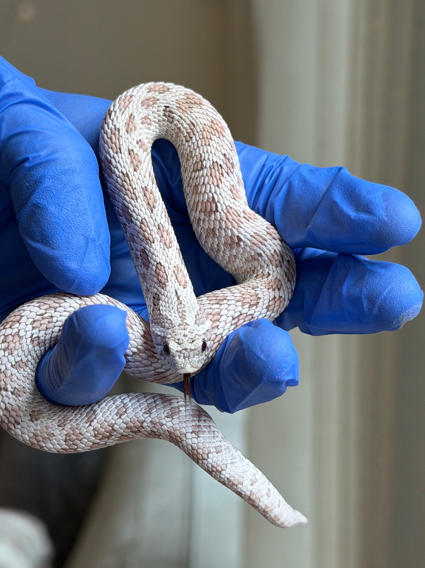 2025 毒藥Pos北極 ♂ (H25248)