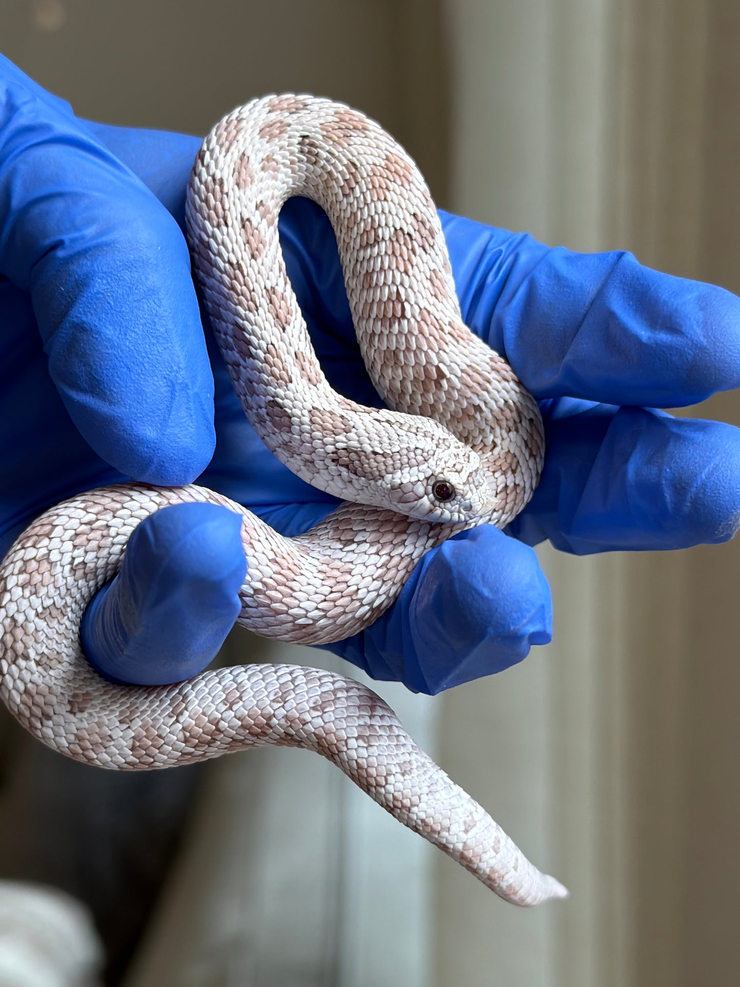 2025 毒藥Pos北極 ♂ (H25248)