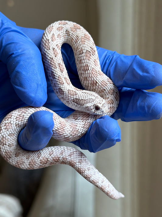 2025 毒藥Pos北極 ♂ (H25248)