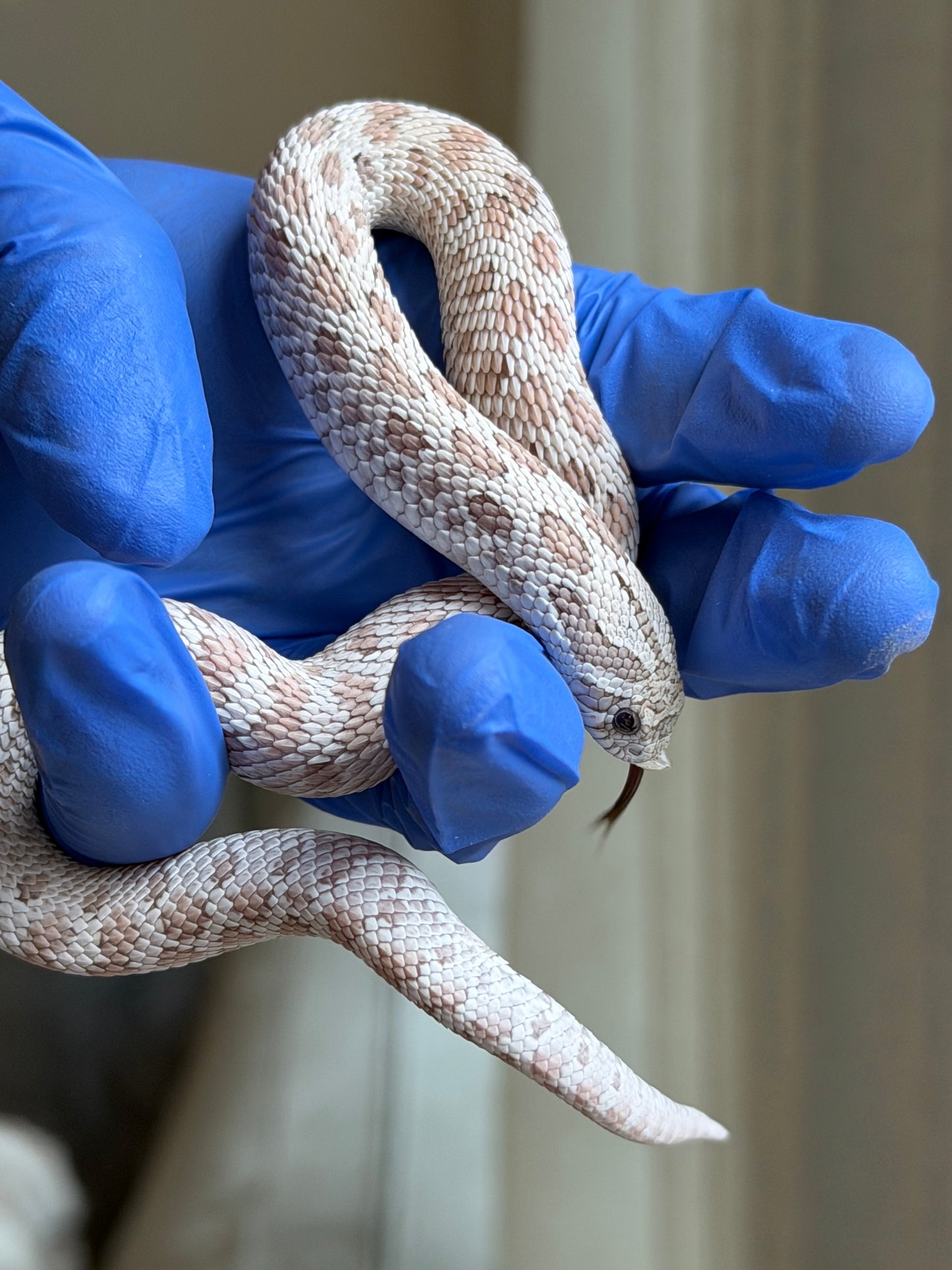 2025 毒藥Pos北極 ♂ (H25248)