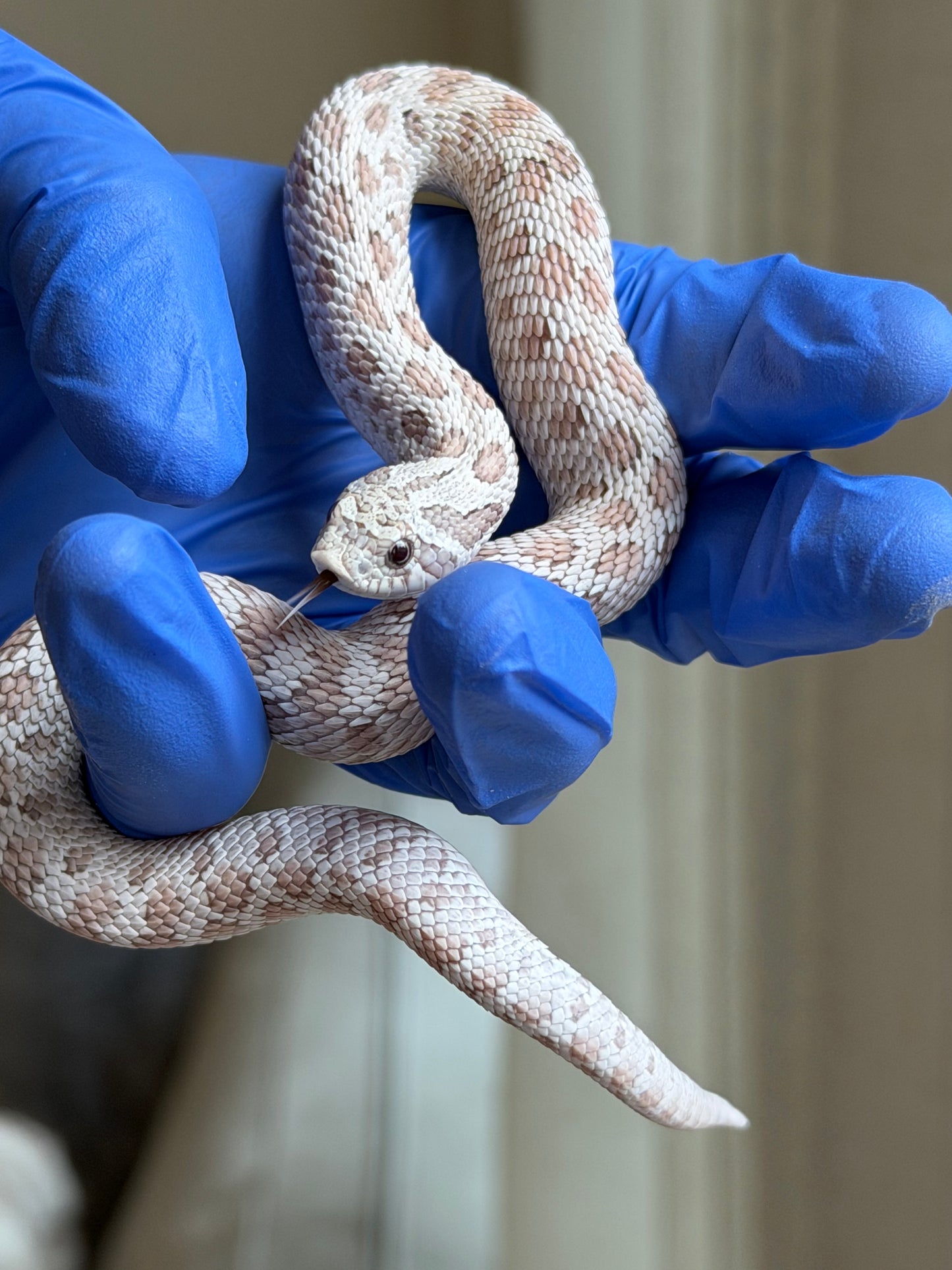 2025 毒藥Pos北極 ♂ (H25248)