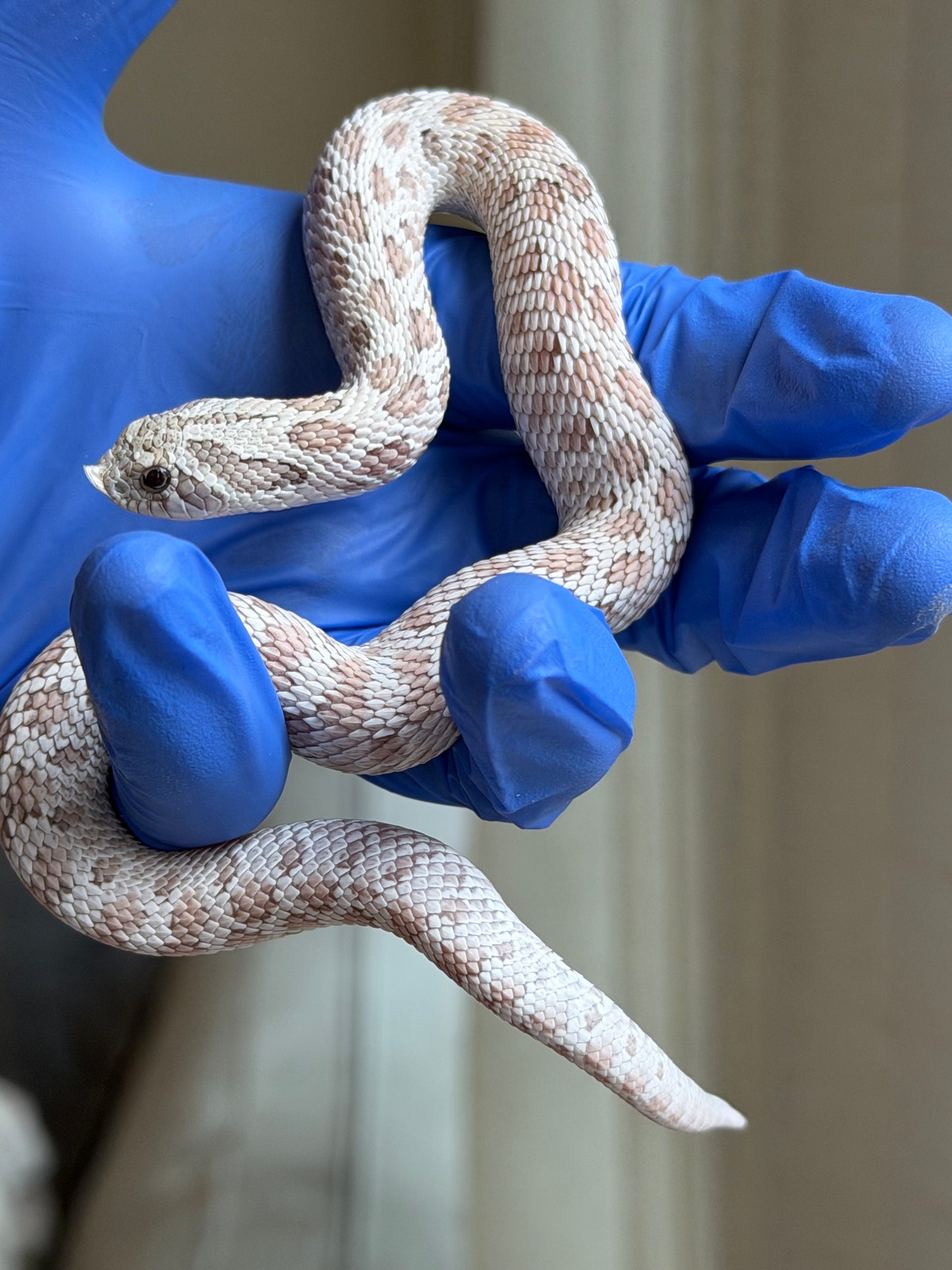 2025 毒藥Pos北極 ♂ (H25248)