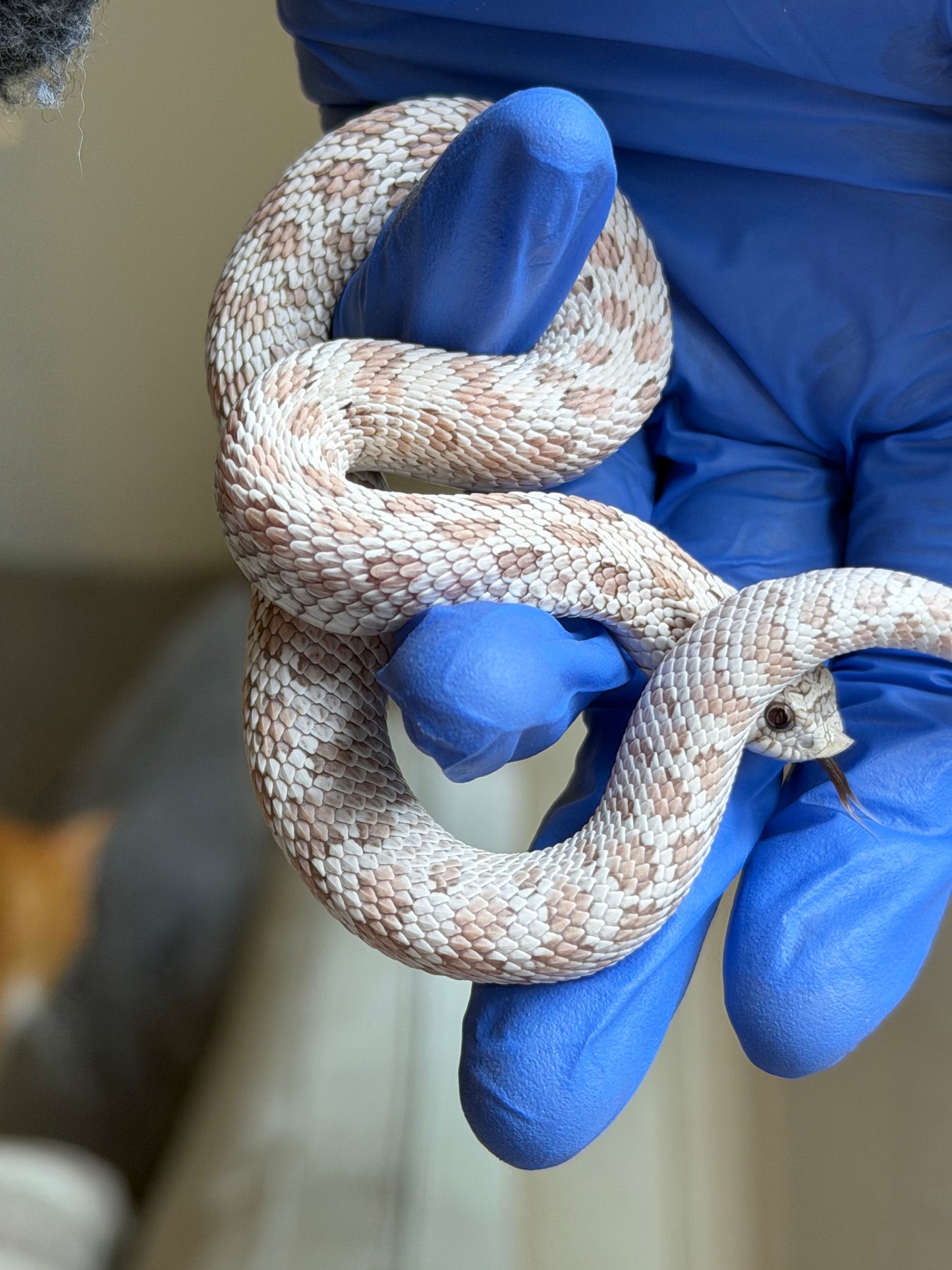 2025 毒藥Pos北極 ♂ (H25248)