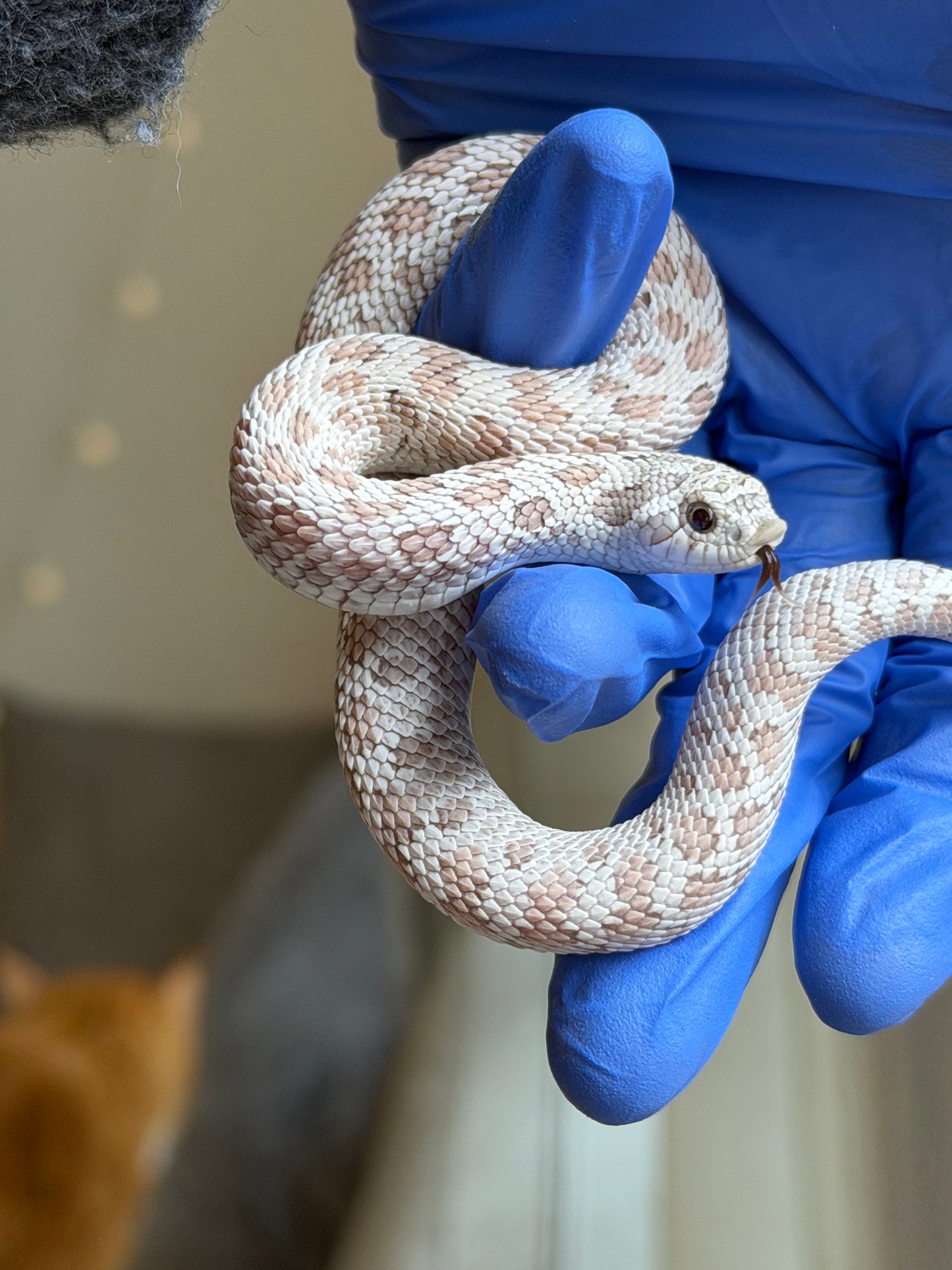 2025 毒藥Pos北極 ♂ (H25248)