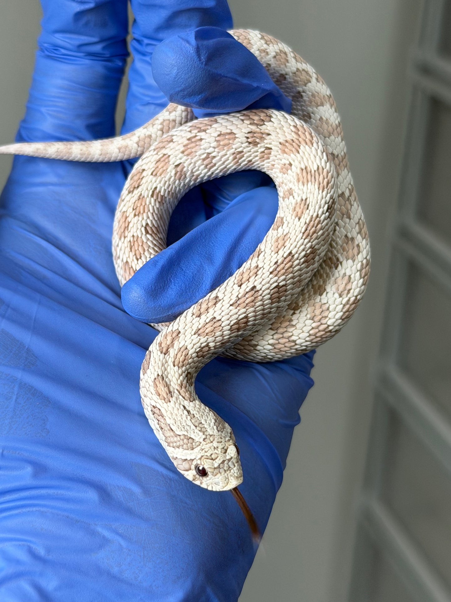 2025 毒藥Pos北極 ♂ (H25248)