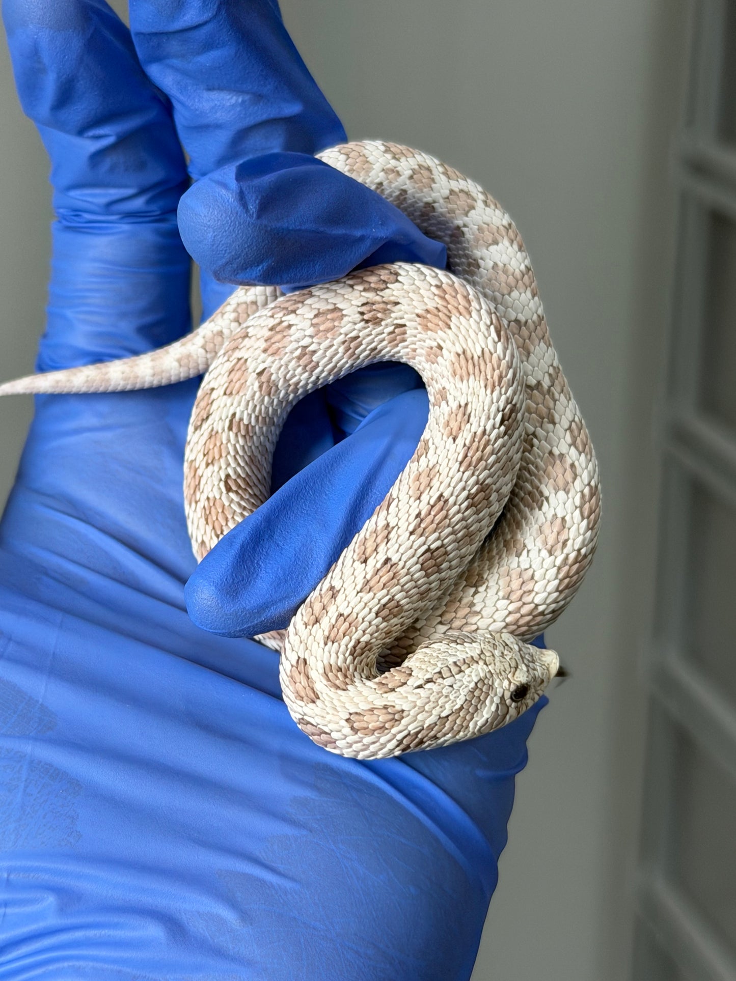 2025 毒藥Pos北極 ♂ (H25248)