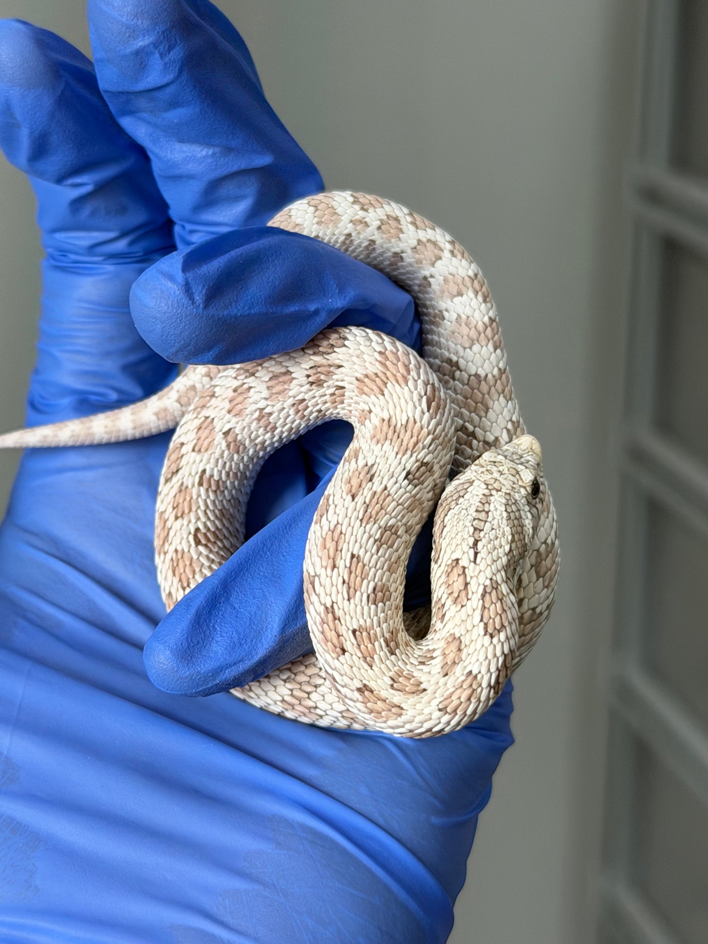 2025 毒藥Pos北極 ♂ (H25248)