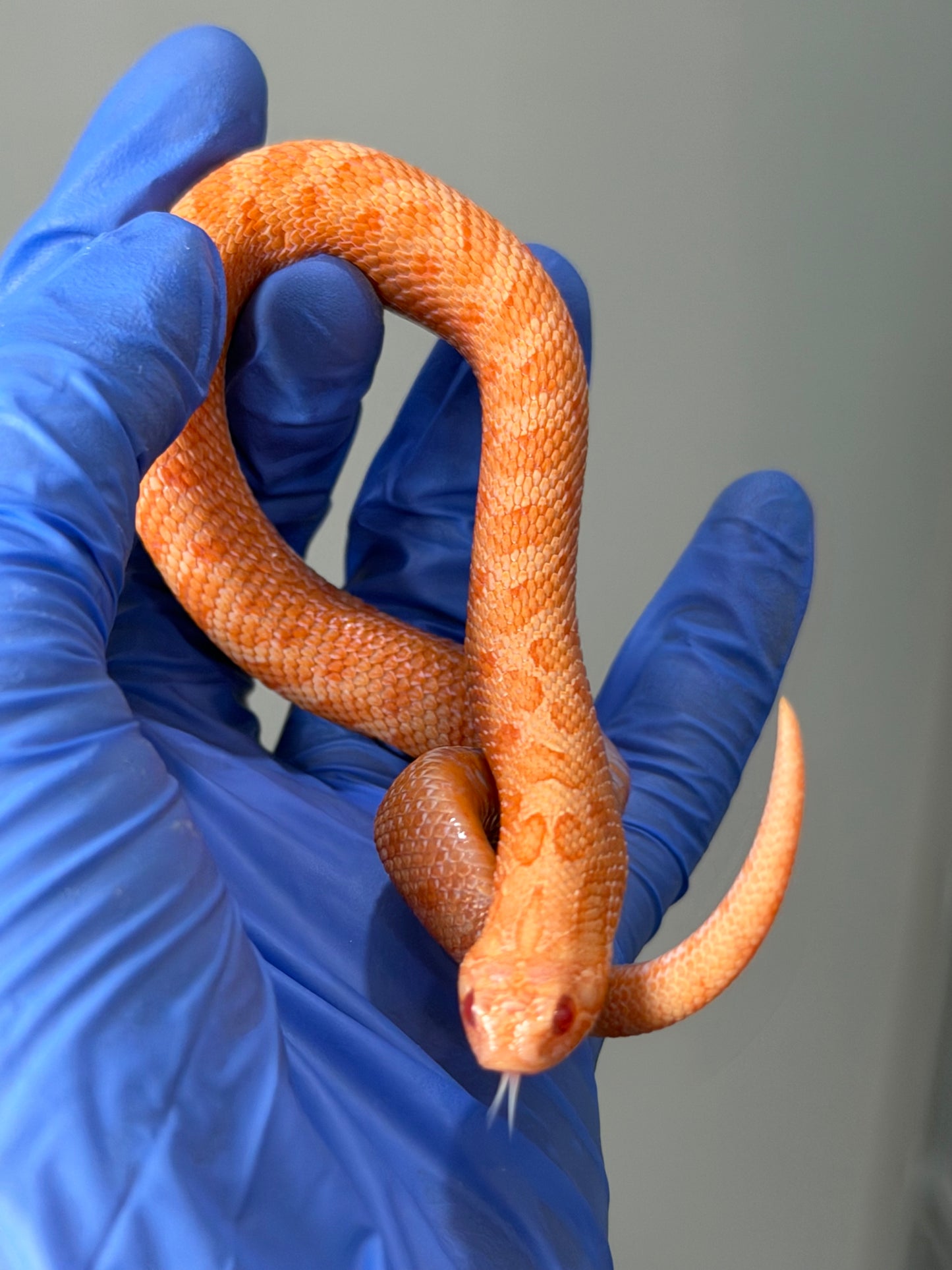 2025 太陽爆炸 ♂ (H25045)