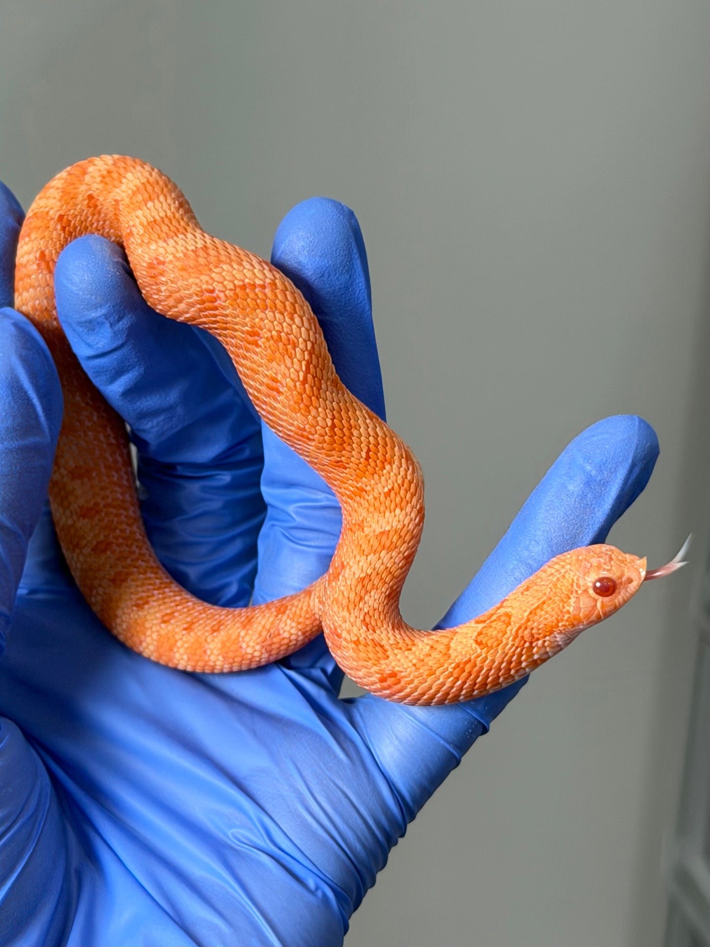 2025 太陽爆炸 ♂ (H25045)