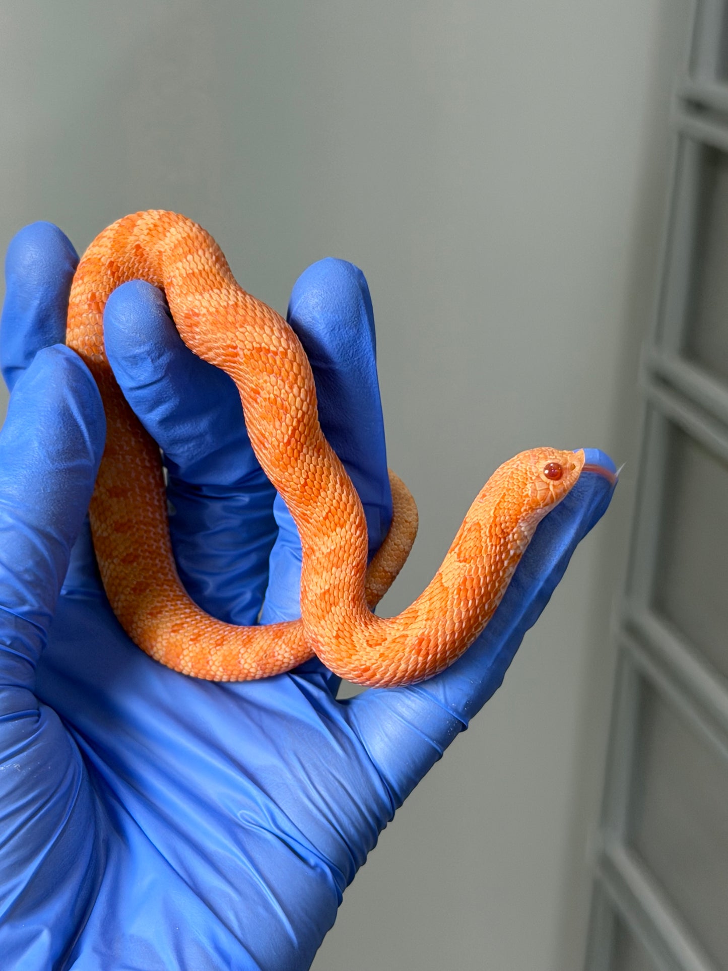 2025 太陽爆炸 ♂ (H25045)