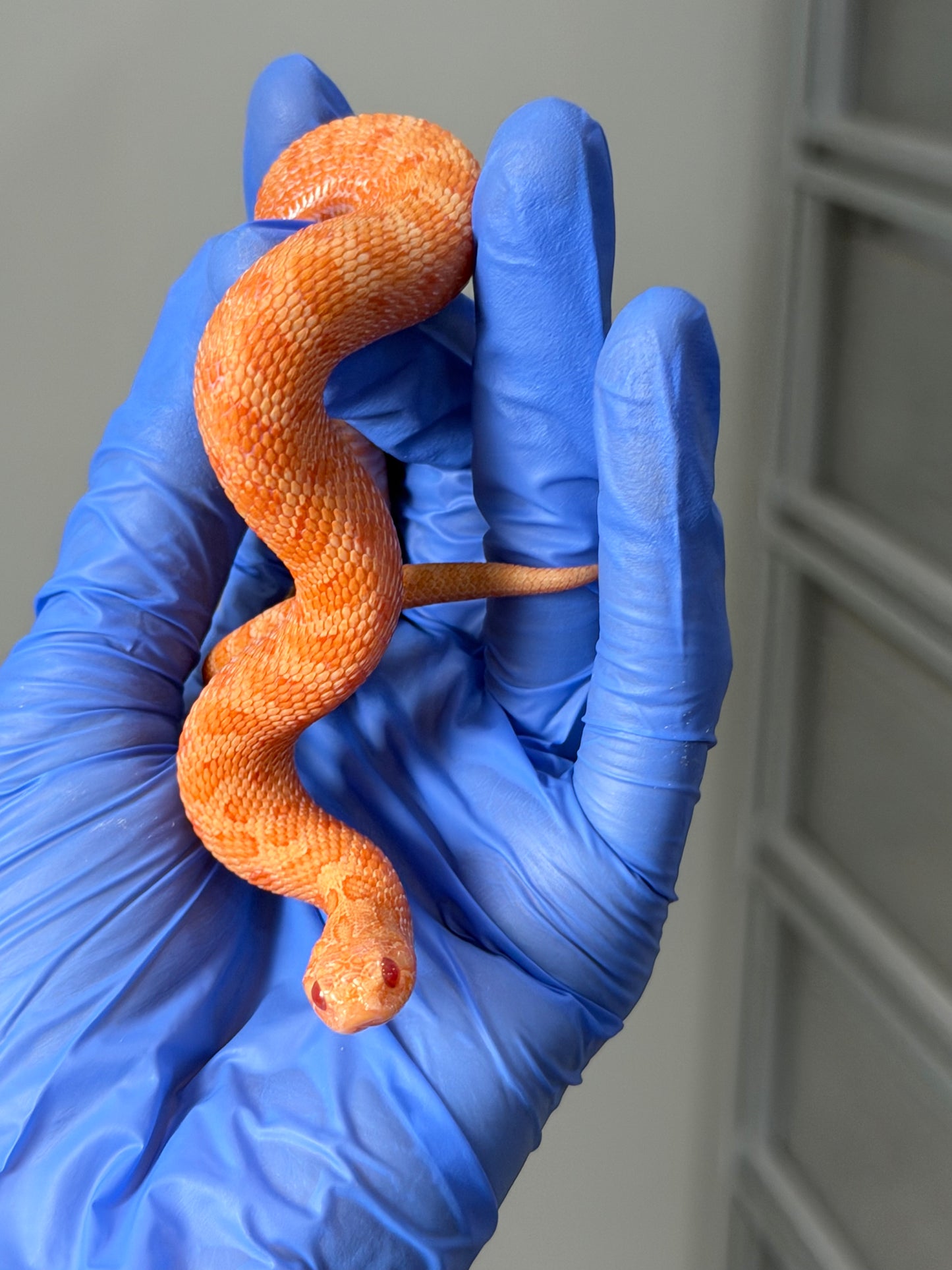 2025 太陽爆炸 ♂ (H25045)