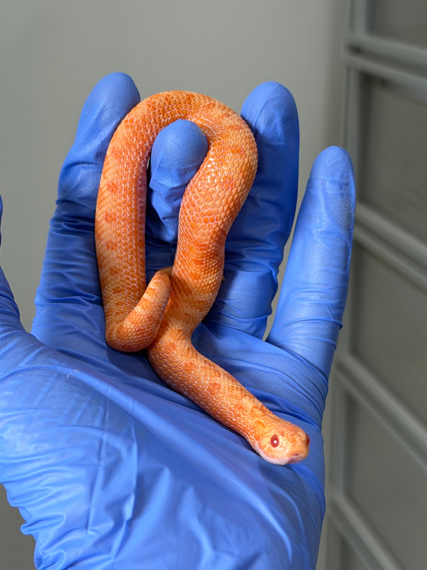 2025 太陽爆炸 ♂ (H25045)