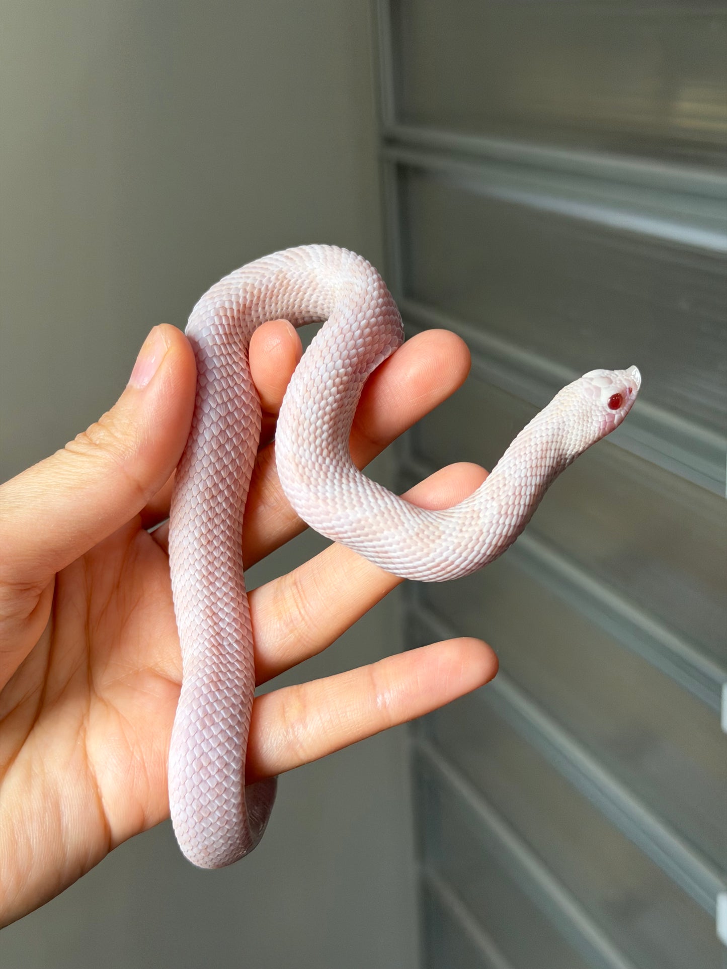 雪爆