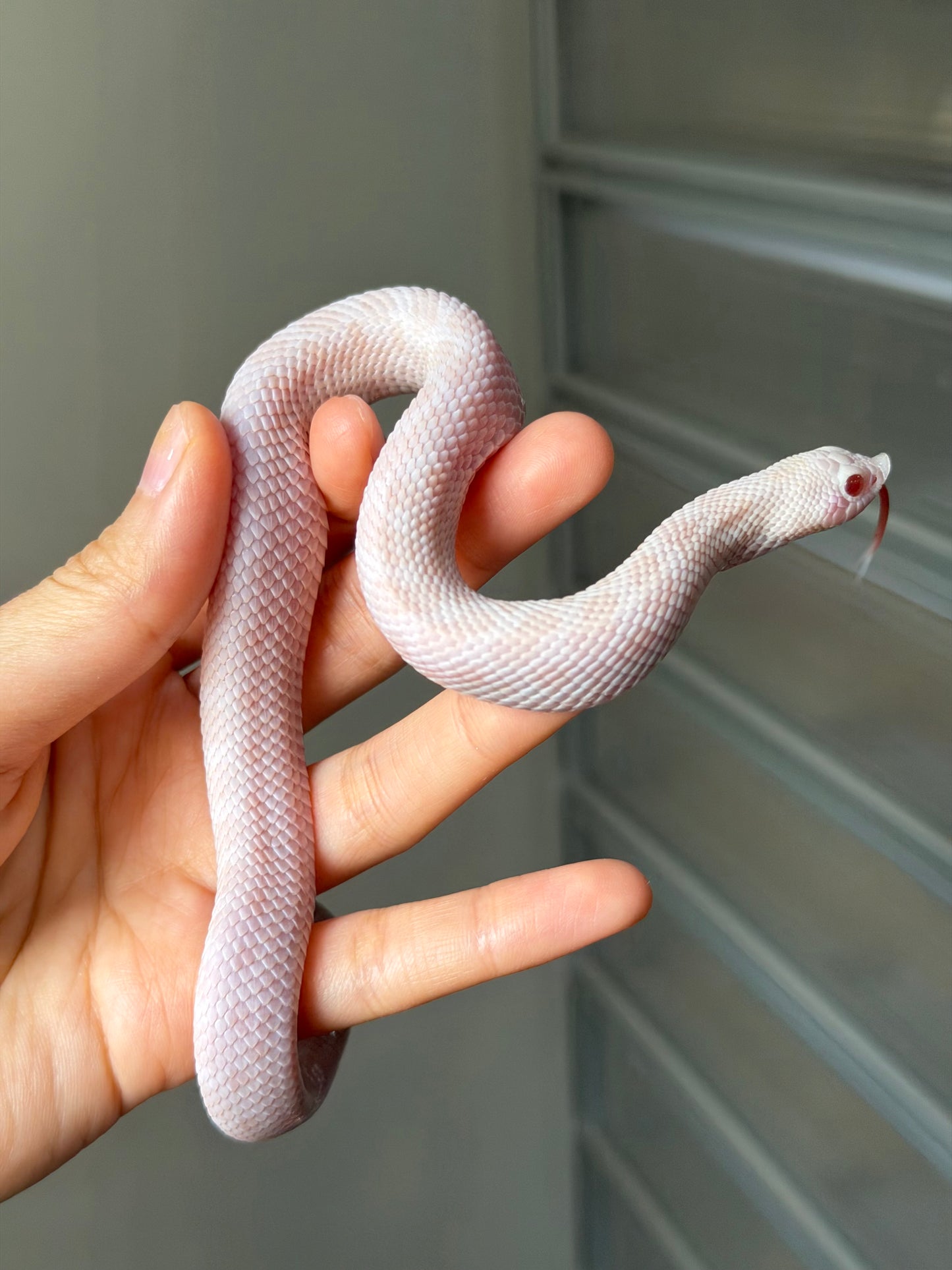 雪爆