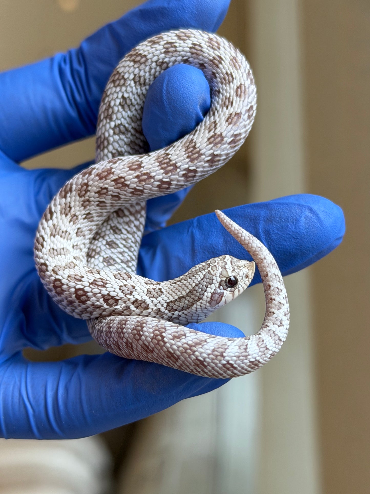 2025 北極毒藥 ♀ (H25387)