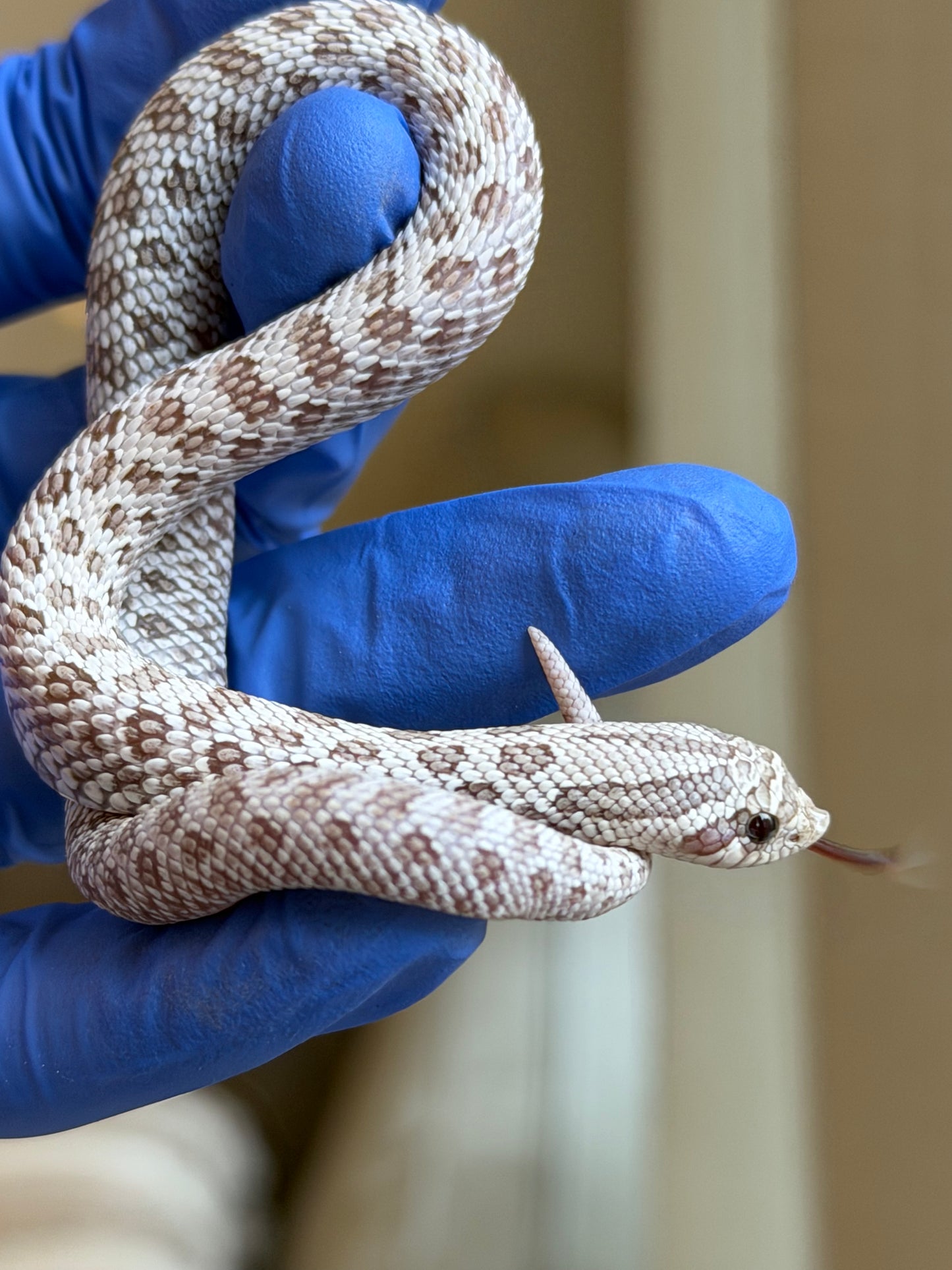 2025 北極毒藥 ♀ (H25387)