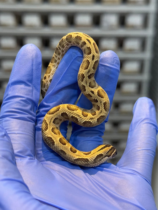 2025 康達Het白化, 檸檬鬼沃瑪血系 ♀ (H25437)