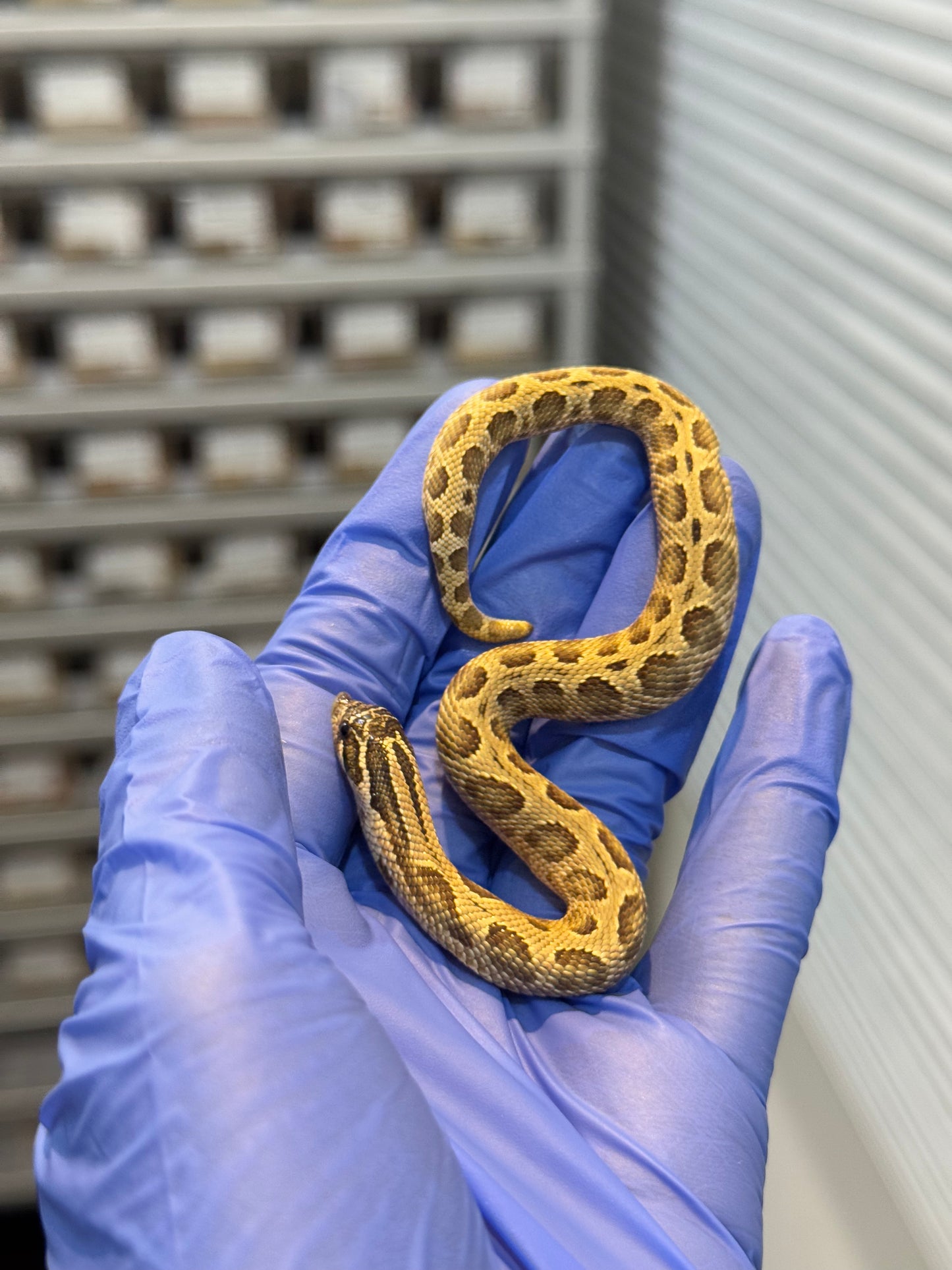 2025 康達Het白化, 檸檬鬼沃瑪血系 ♀ (H25437)