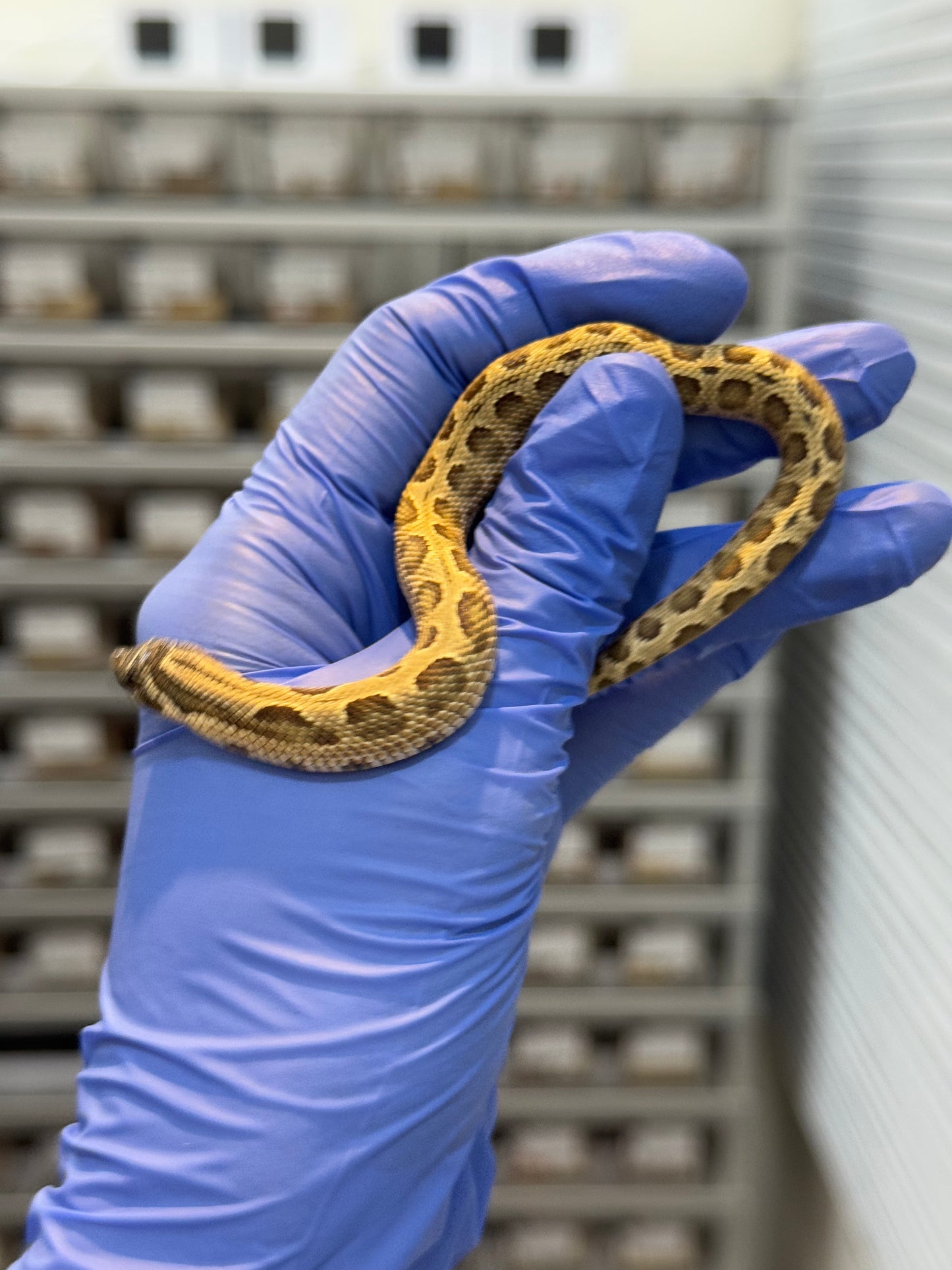 2025 康達Het白化, 檸檬鬼沃瑪血系 ♀ (H25437)