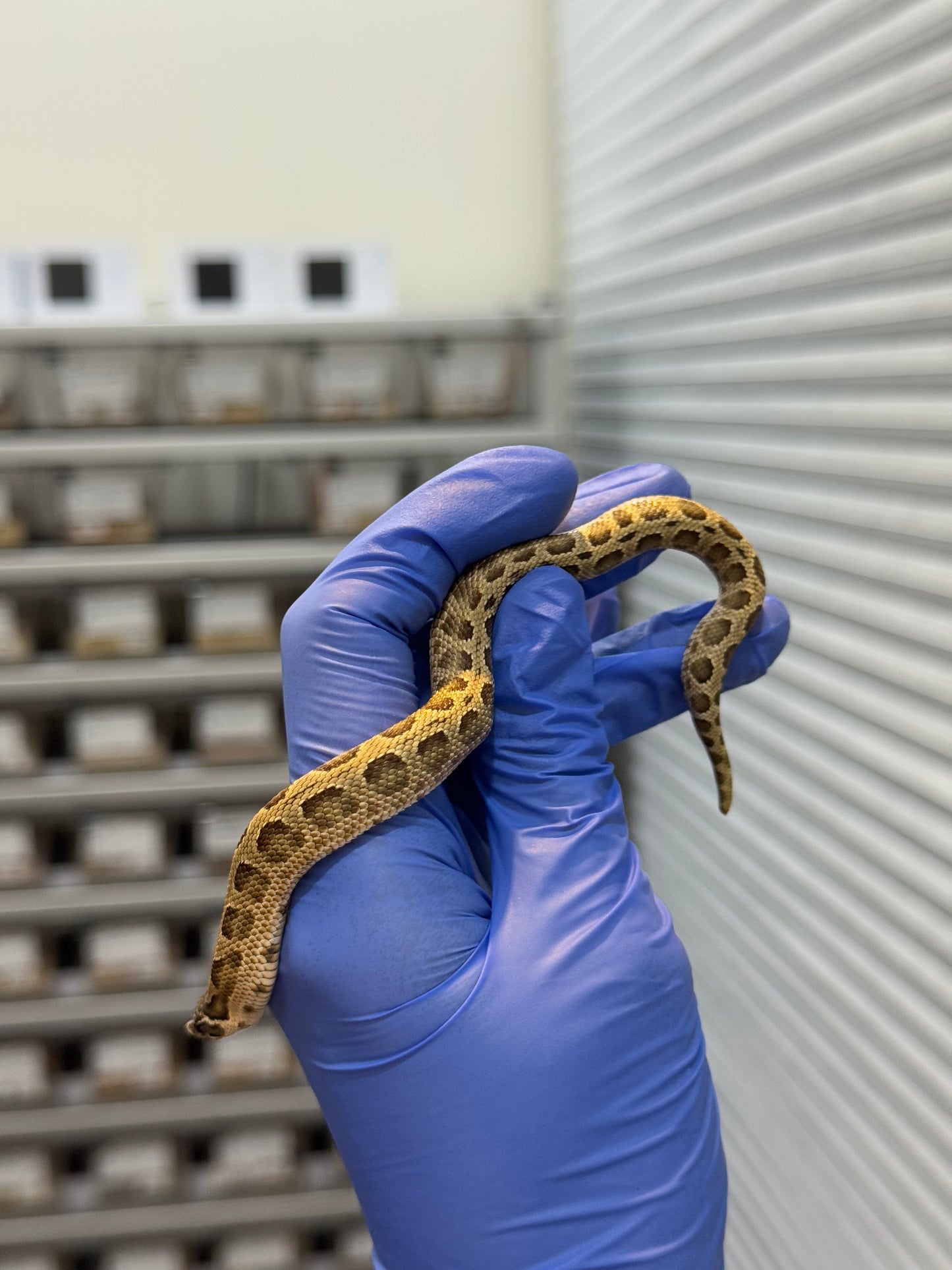 2025 康達Het白化, 檸檬鬼沃瑪血系 ♀ (H25437)