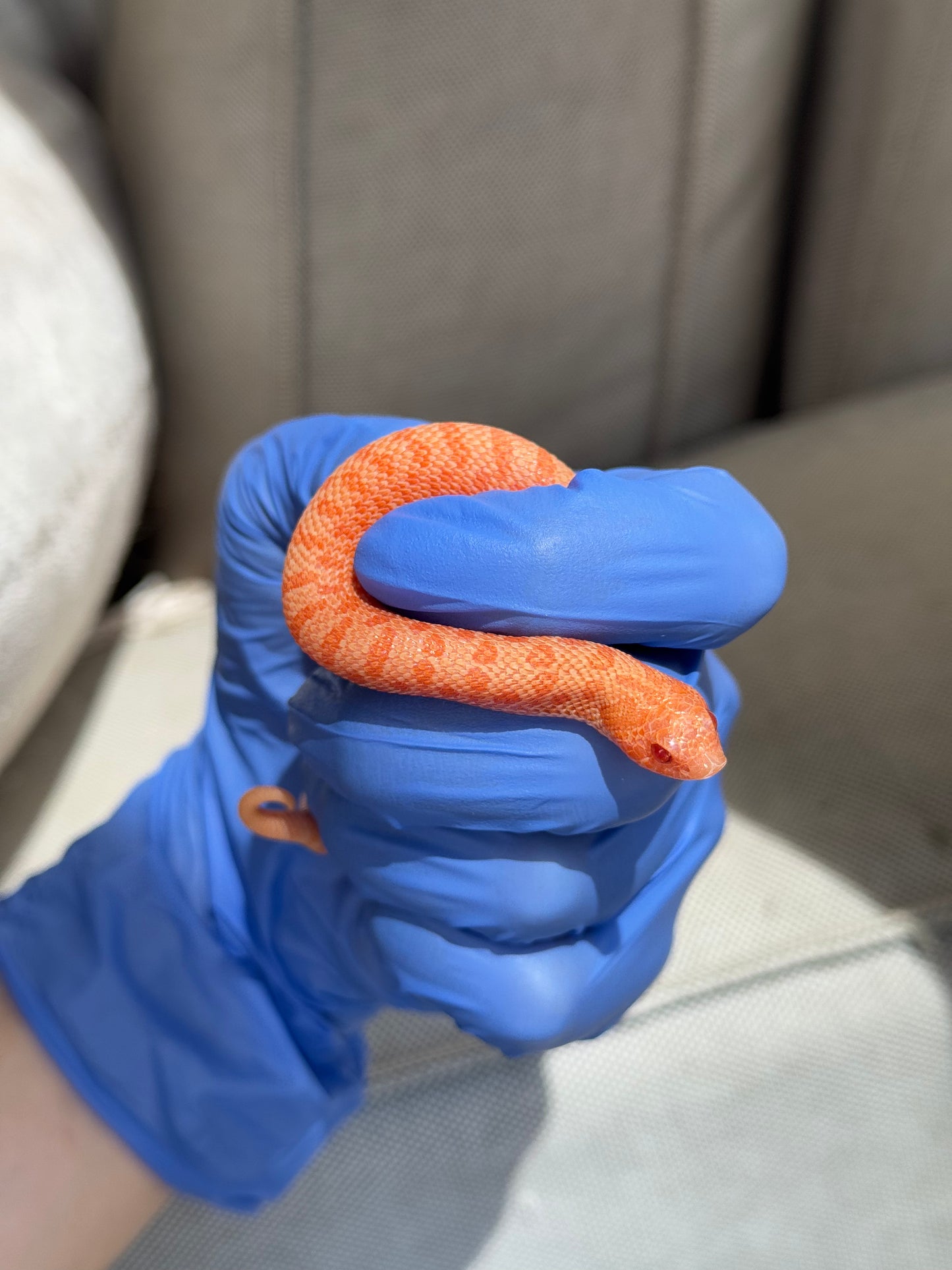 2025 白化瑞士巧克力Pos北極ph薰衣草 ♀ (H25388)