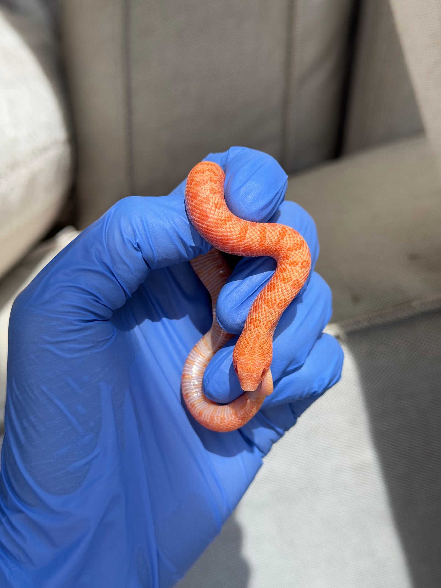 2025 白化瑞士巧克力Pos北極ph薰衣草 ♀ (H25388)