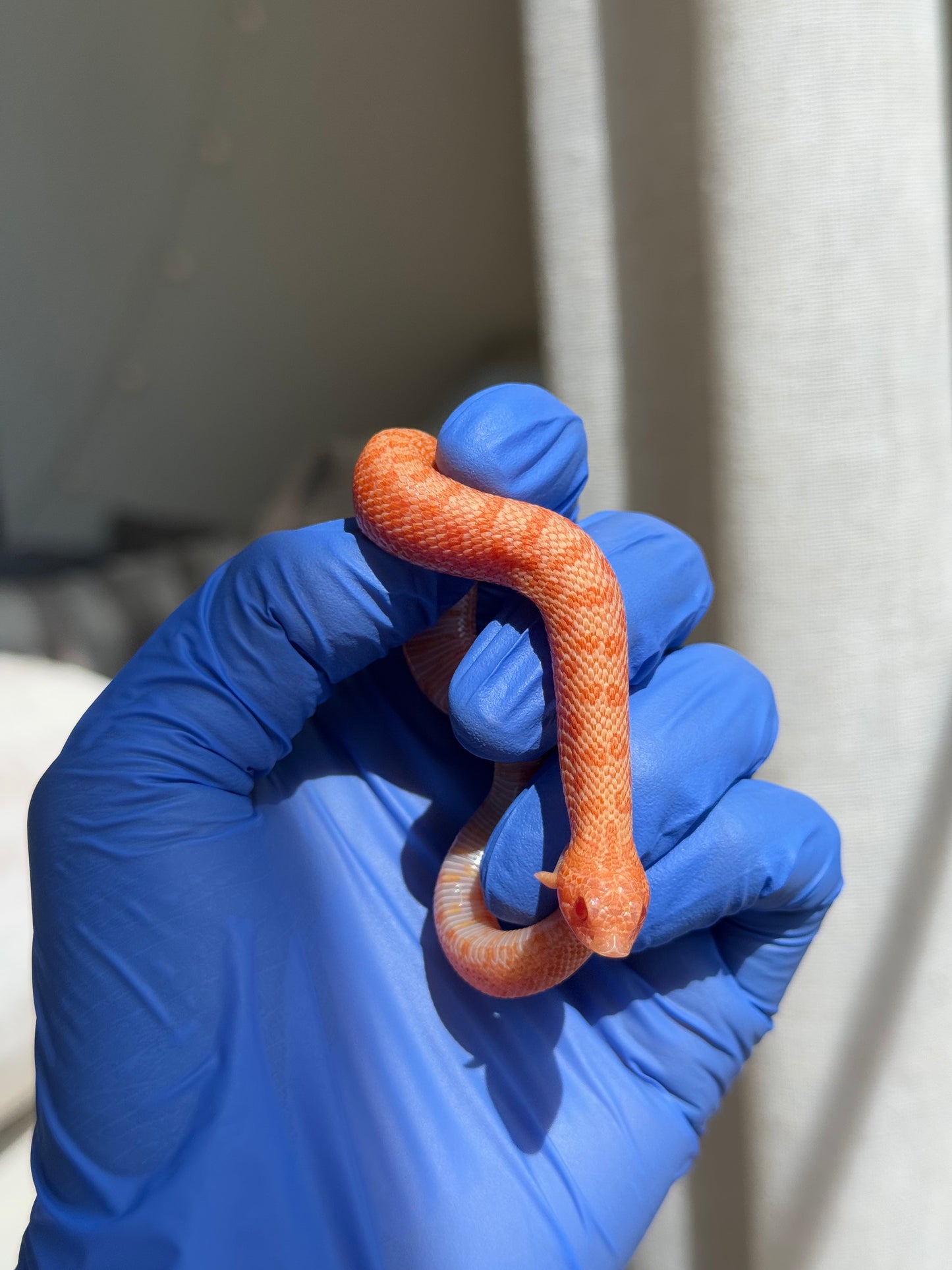 2025 白化瑞士巧克力Pos北極ph薰衣草 ♀ (H25388)