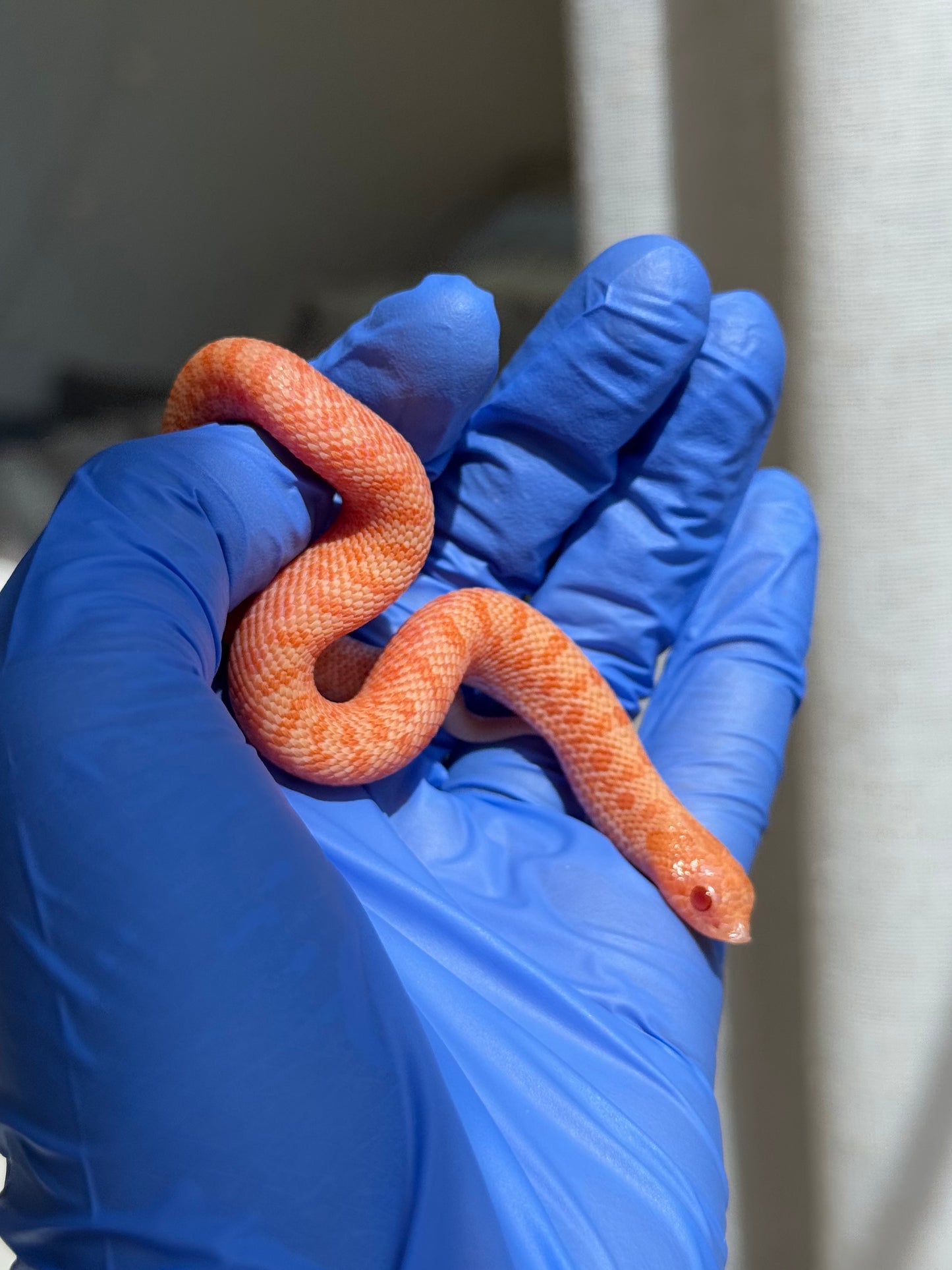 2025 白化瑞士巧克力Pos北極ph薰衣草 ♀ (H25388)