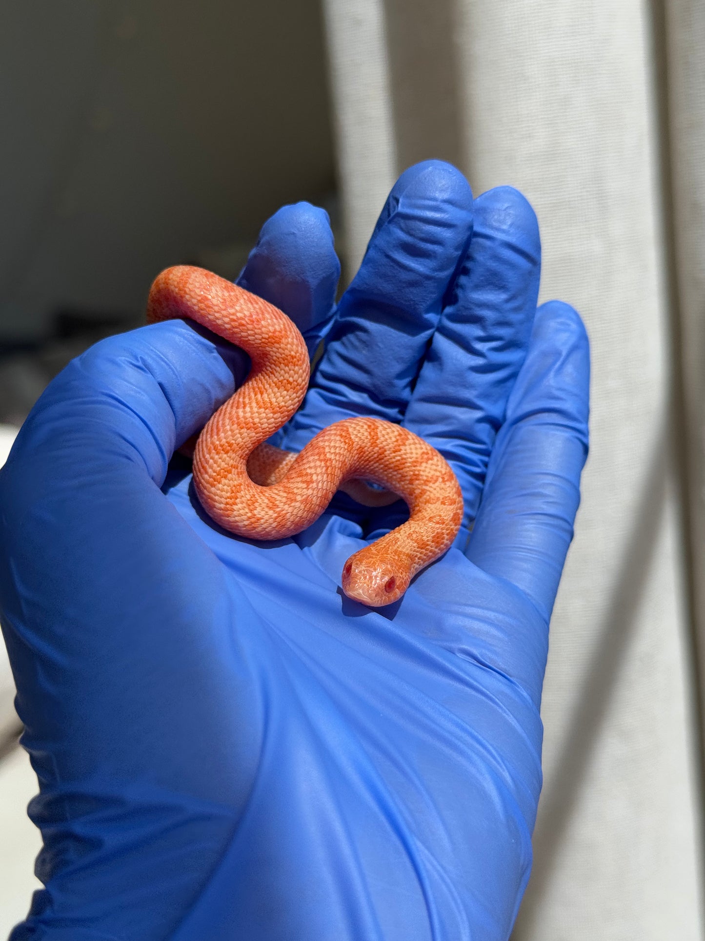 2025 白化瑞士巧克力Pos北極ph薰衣草 ♀ (H25388)