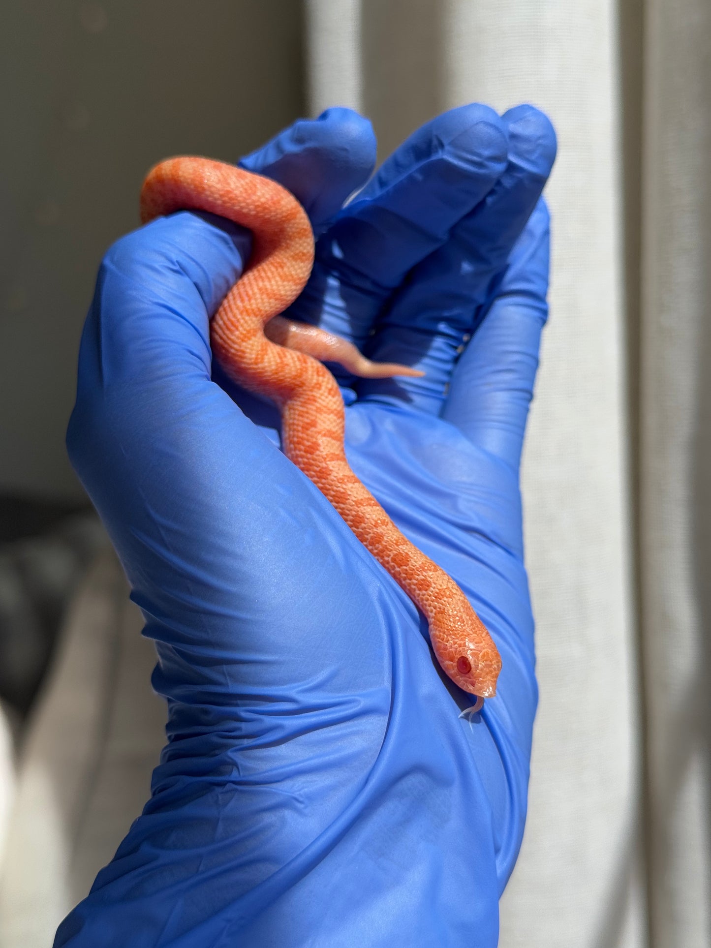 2025 白化瑞士巧克力Pos北極ph薰衣草 ♀ (H25388)