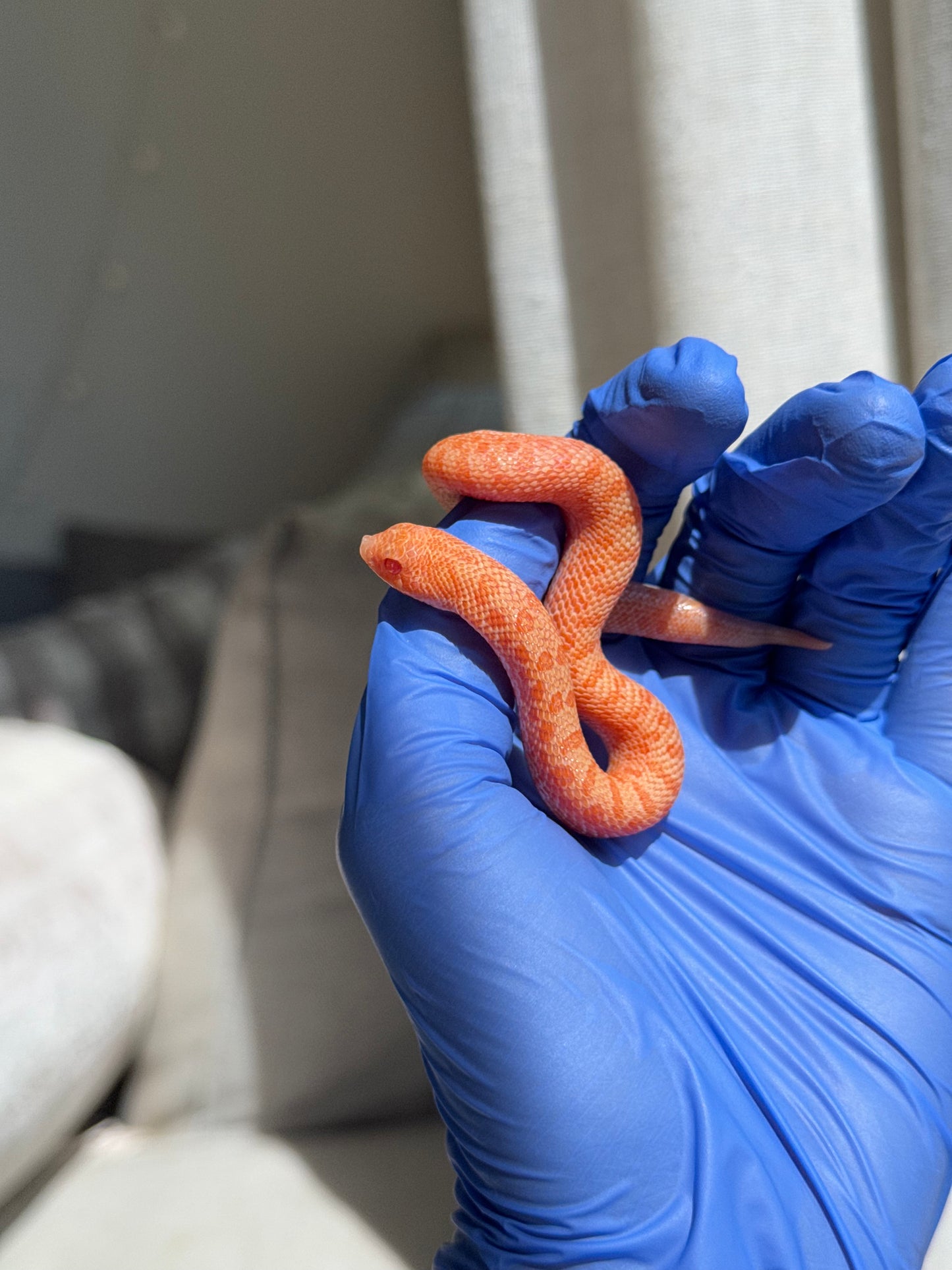 2025 白化瑞士巧克力Pos北極ph薰衣草 ♀ (H25388)