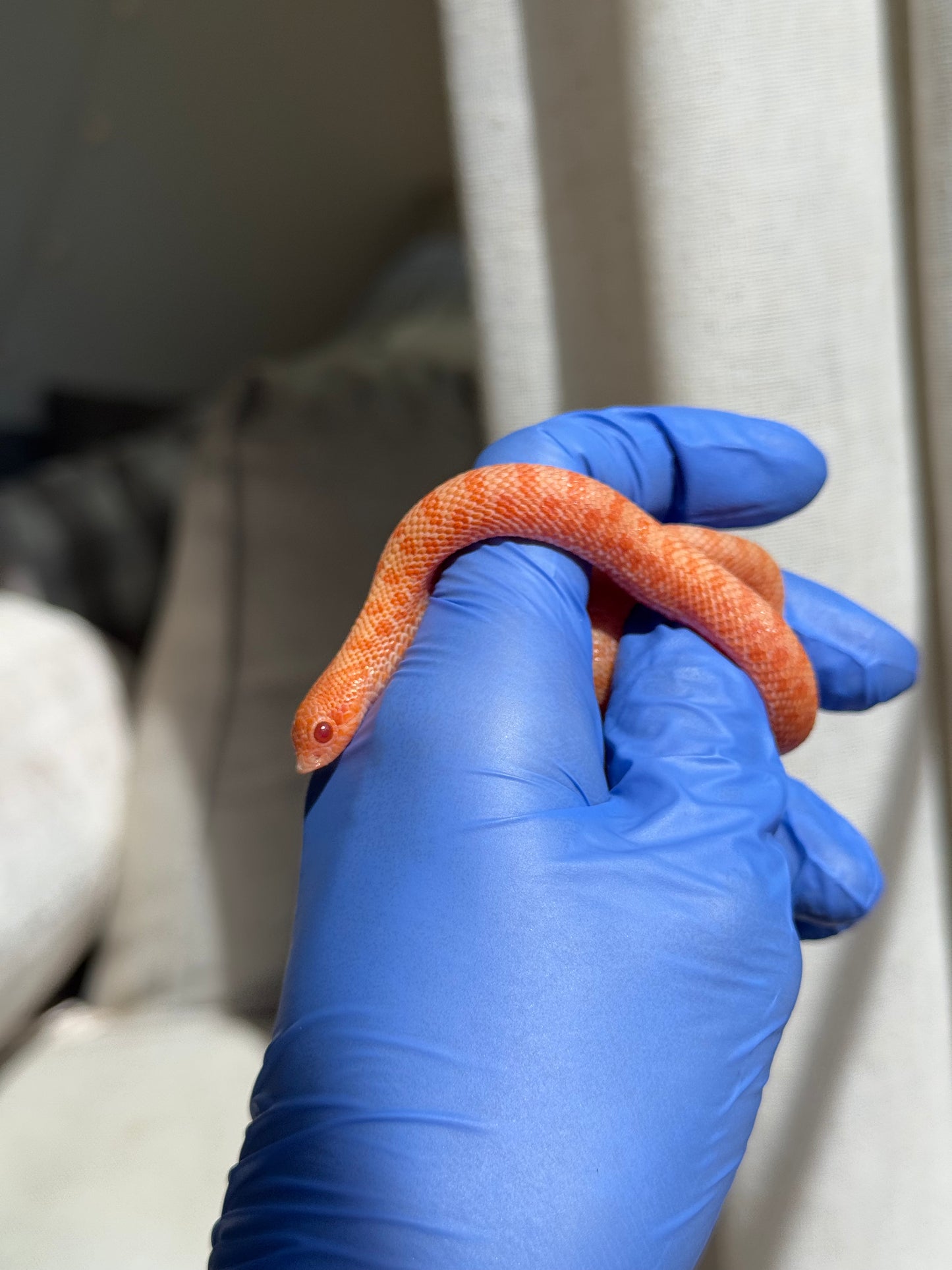 2025 白化瑞士巧克力Pos北極ph薰衣草 ♀ (H25388)