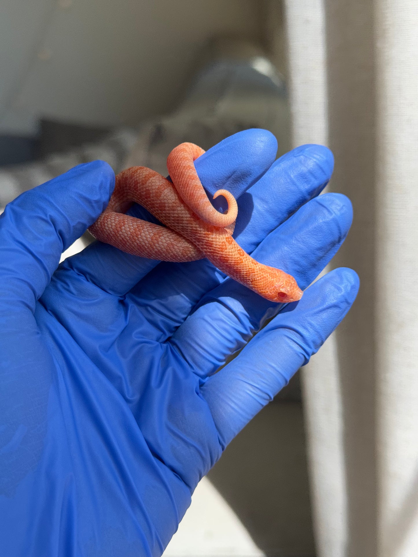 2025 白化瑞士巧克力Pos北極ph薰衣草 ♀ (H25388)