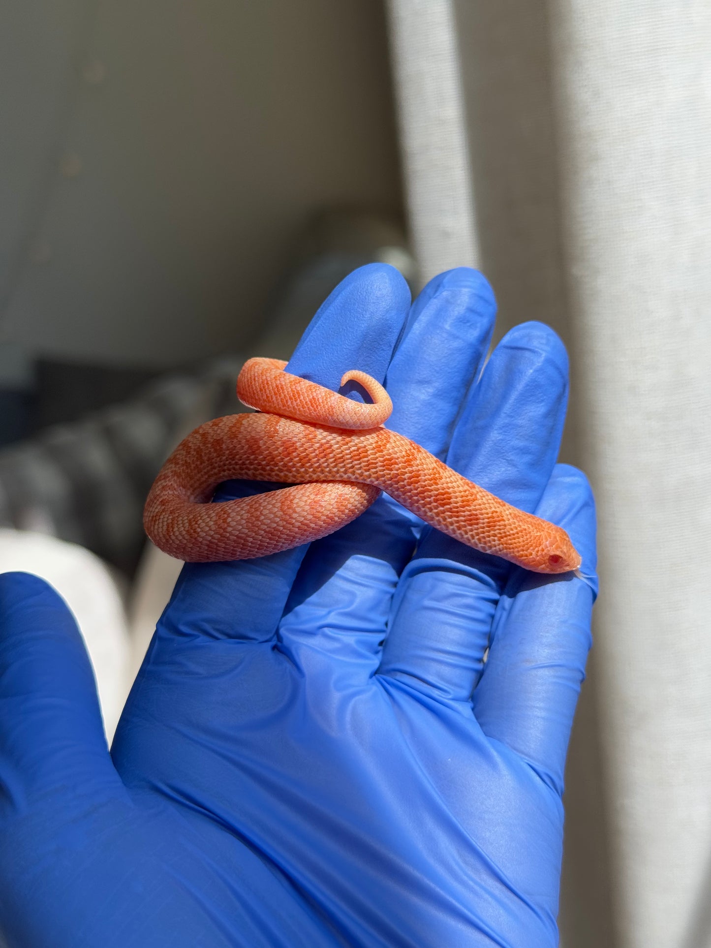 2025 白化瑞士巧克力Pos北極ph薰衣草 ♀ (H25388)