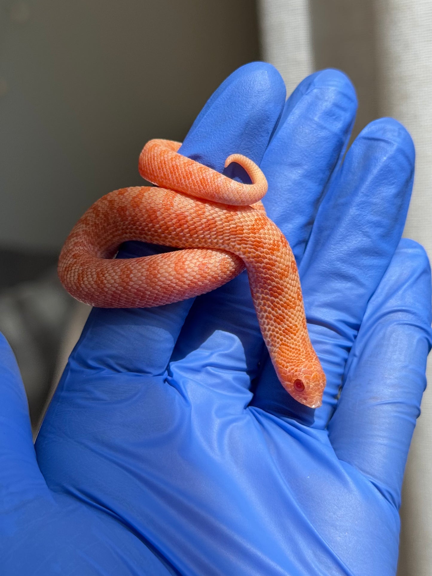 2025 白化瑞士巧克力Pos北極ph薰衣草 ♀ (H25388)