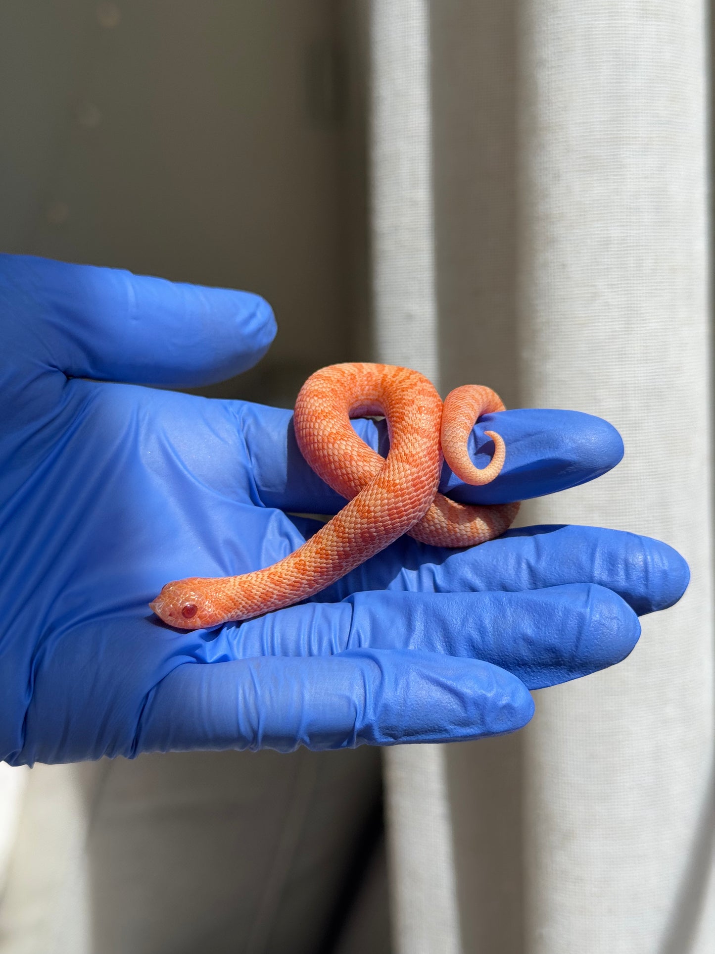 2025 白化瑞士巧克力Pos北極ph薰衣草 ♀ (H25388)