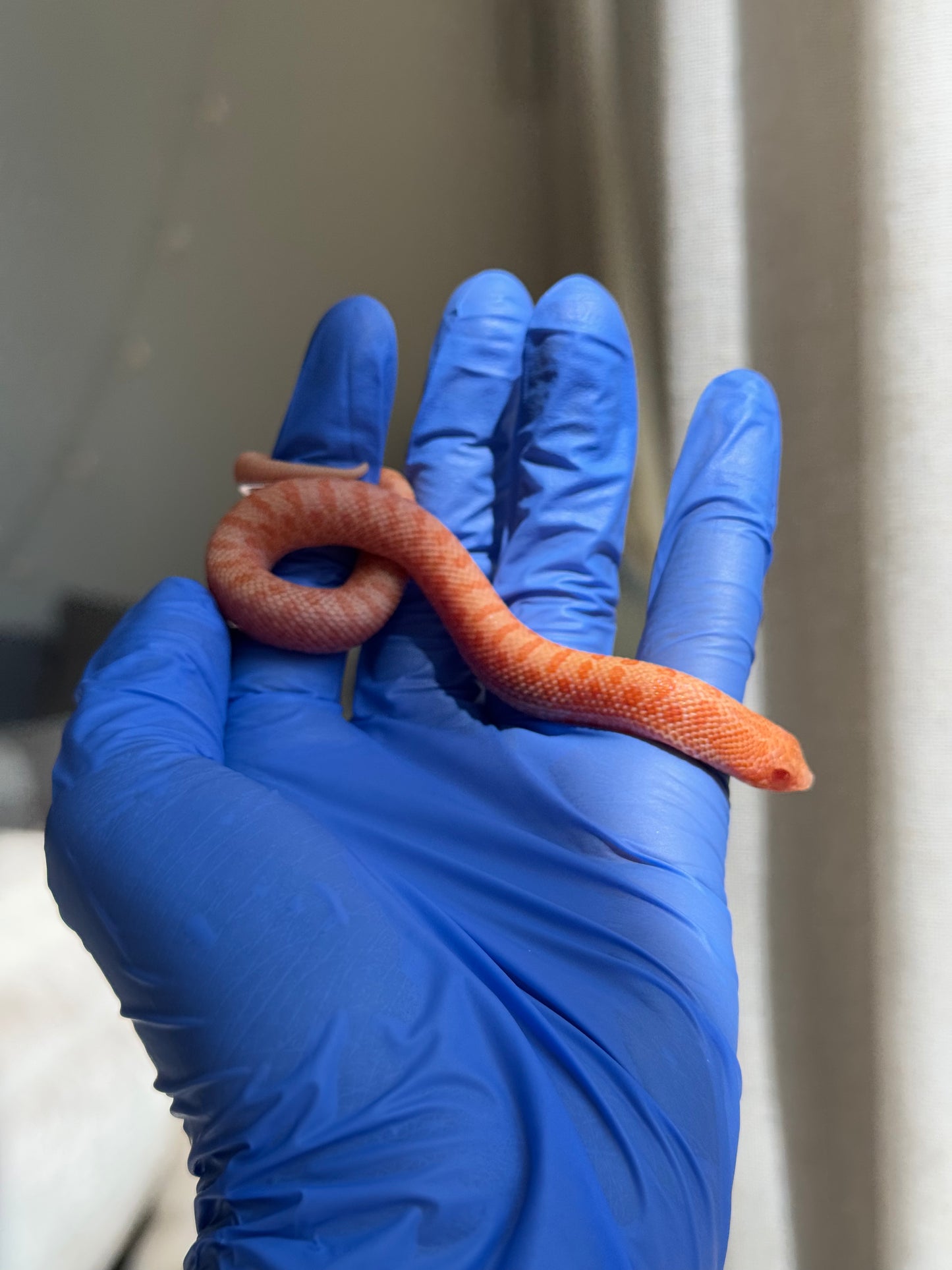 2025 白化瑞士巧克力Pos北極ph薰衣草 ♀ (H25388)