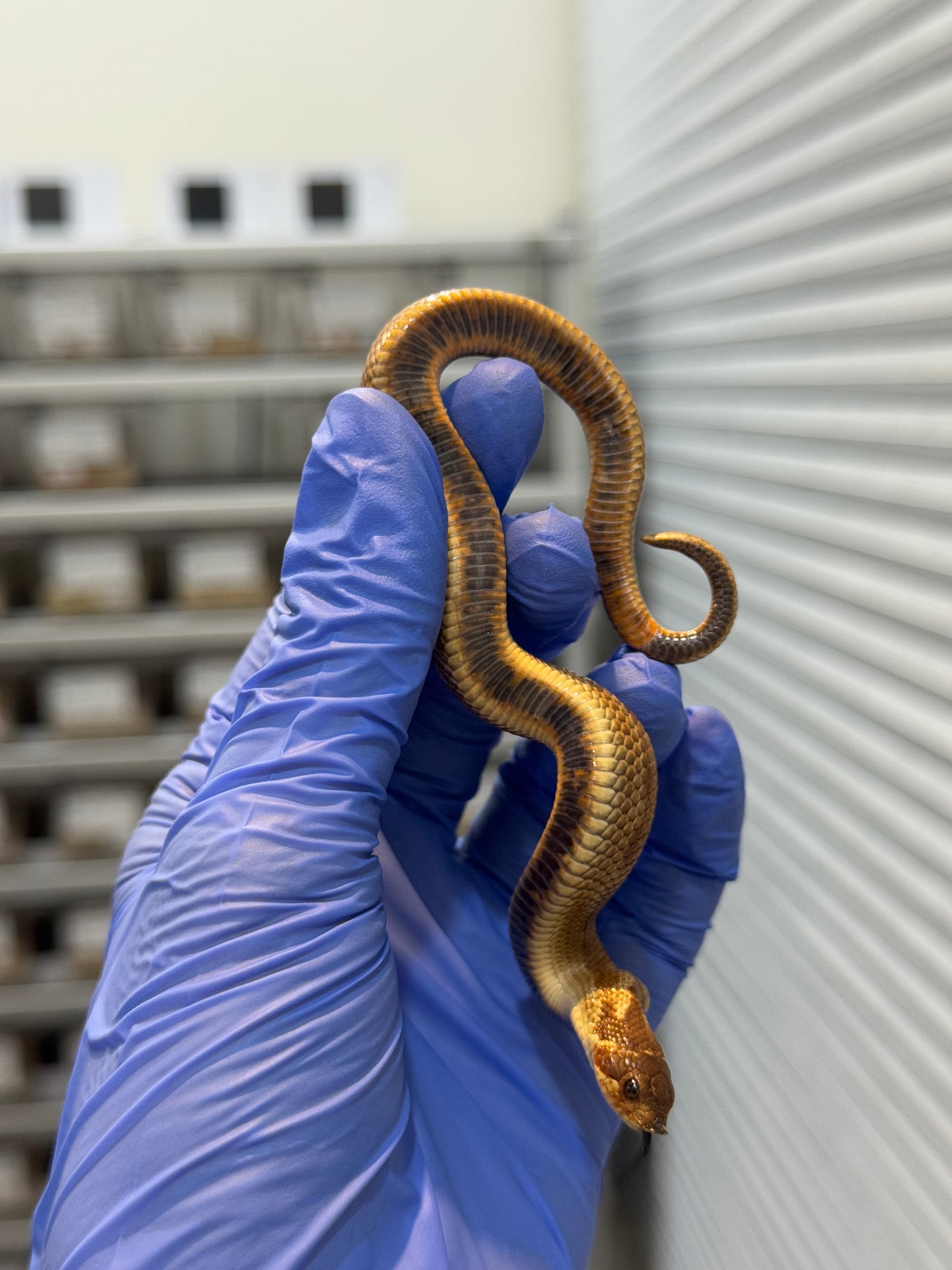 2025 肉桂康達Het白化, 檸檬鬼彩色爆風血系 ♂ (H25408)