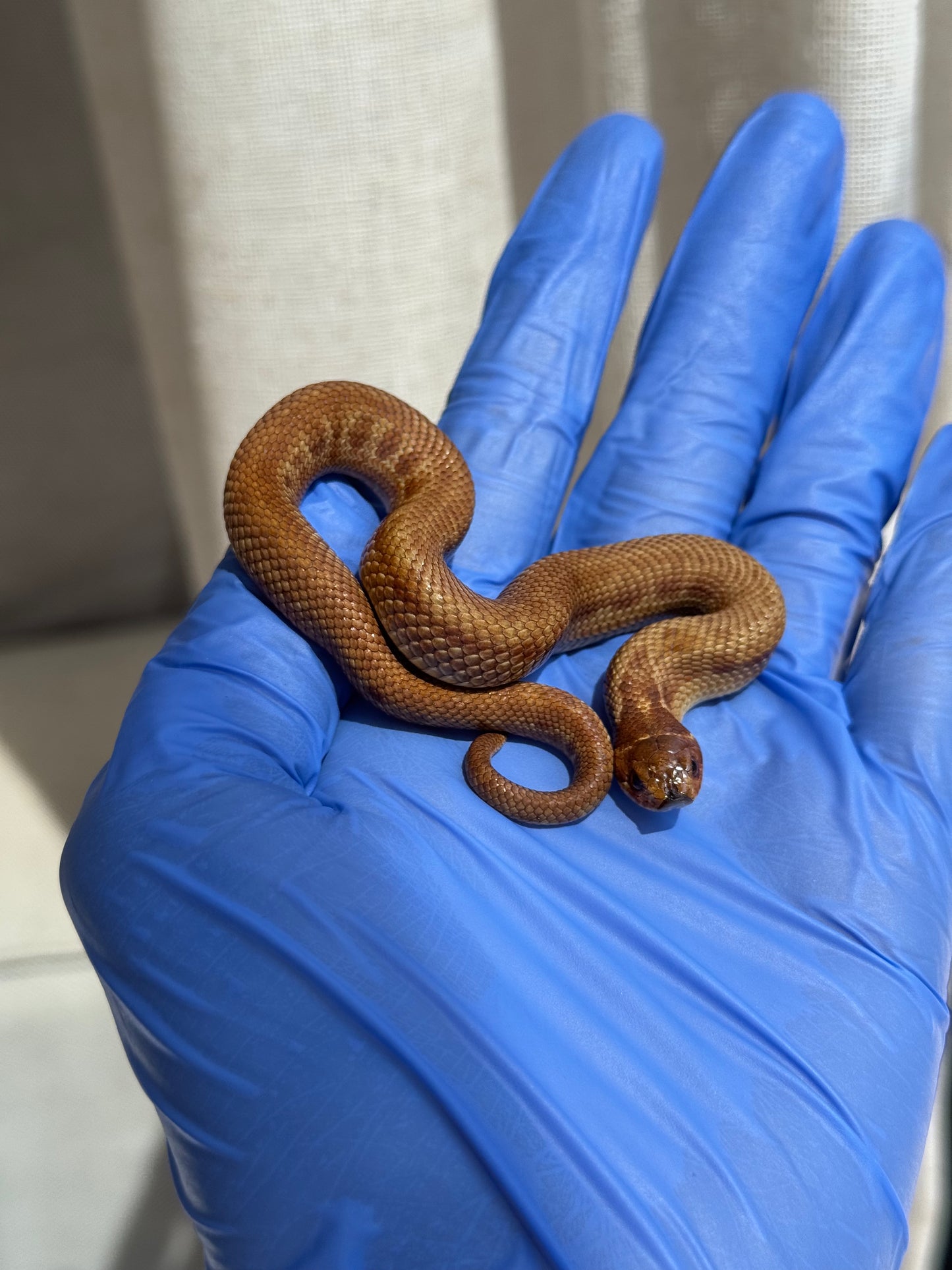 2025 肉桂康達Het白化, 檸檬鬼彩色爆風血系 ♂ (H25408)