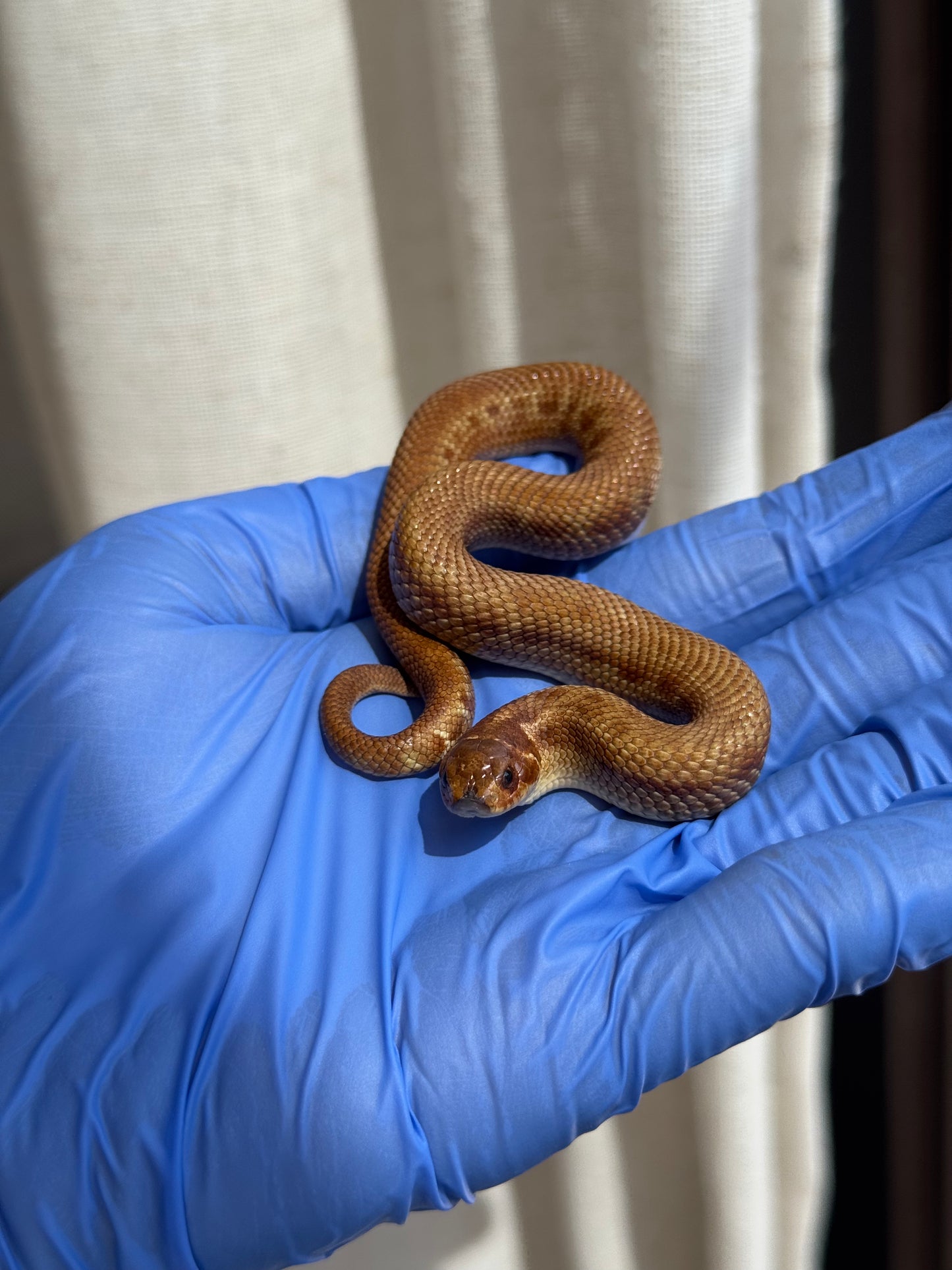 2025 肉桂康達Het白化, 檸檬鬼彩色爆風血系 ♂ (H25408)