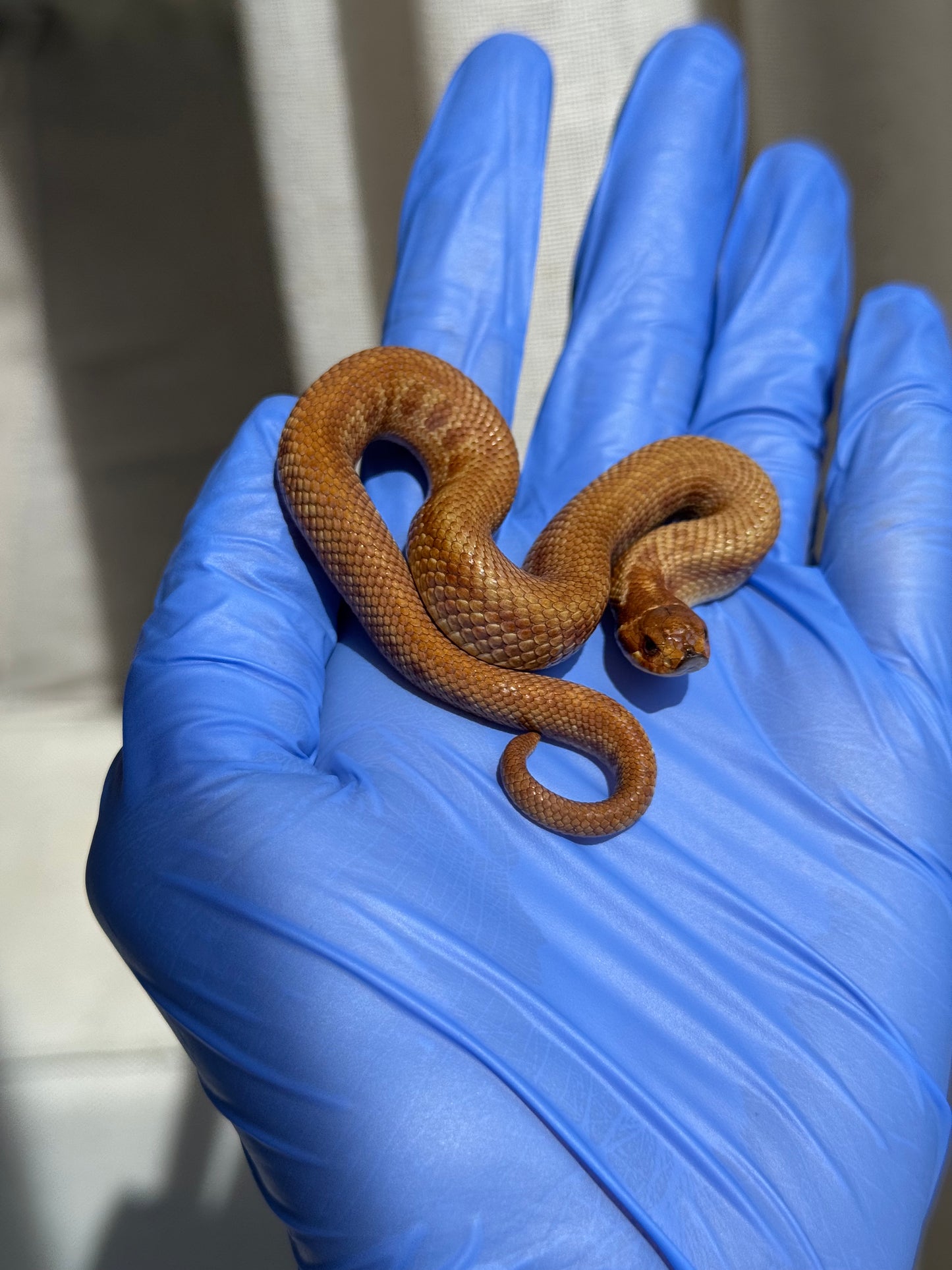 2025 肉桂康達Het白化, 檸檬鬼彩色爆風血系 ♂ (H25408)