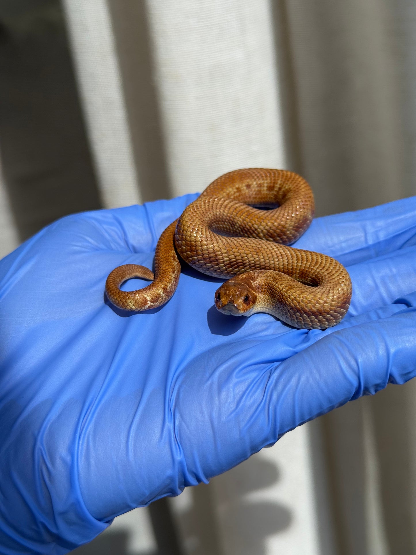 2025 肉桂康達Het白化, 檸檬鬼彩色爆風血系 ♂ (H25408)