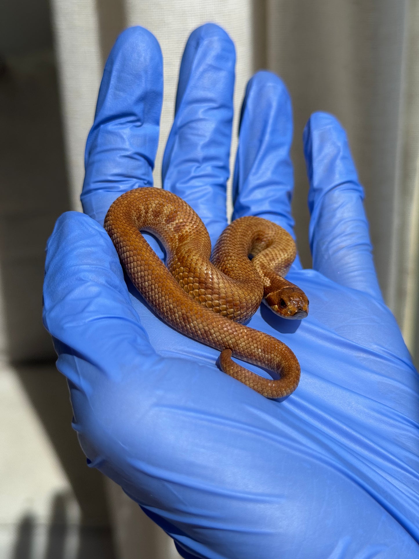 2025 肉桂康達Het白化, 檸檬鬼彩色爆風血系 ♂ (H25408)