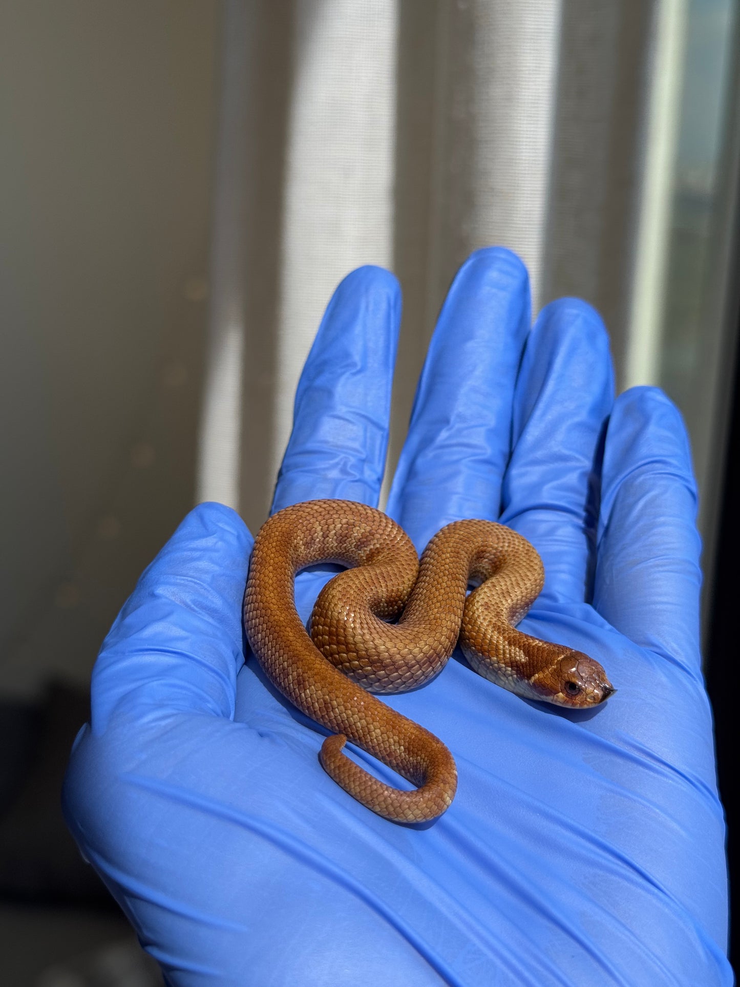 2025 肉桂康達Het白化, 檸檬鬼彩色爆風血系 ♂ (H25408)