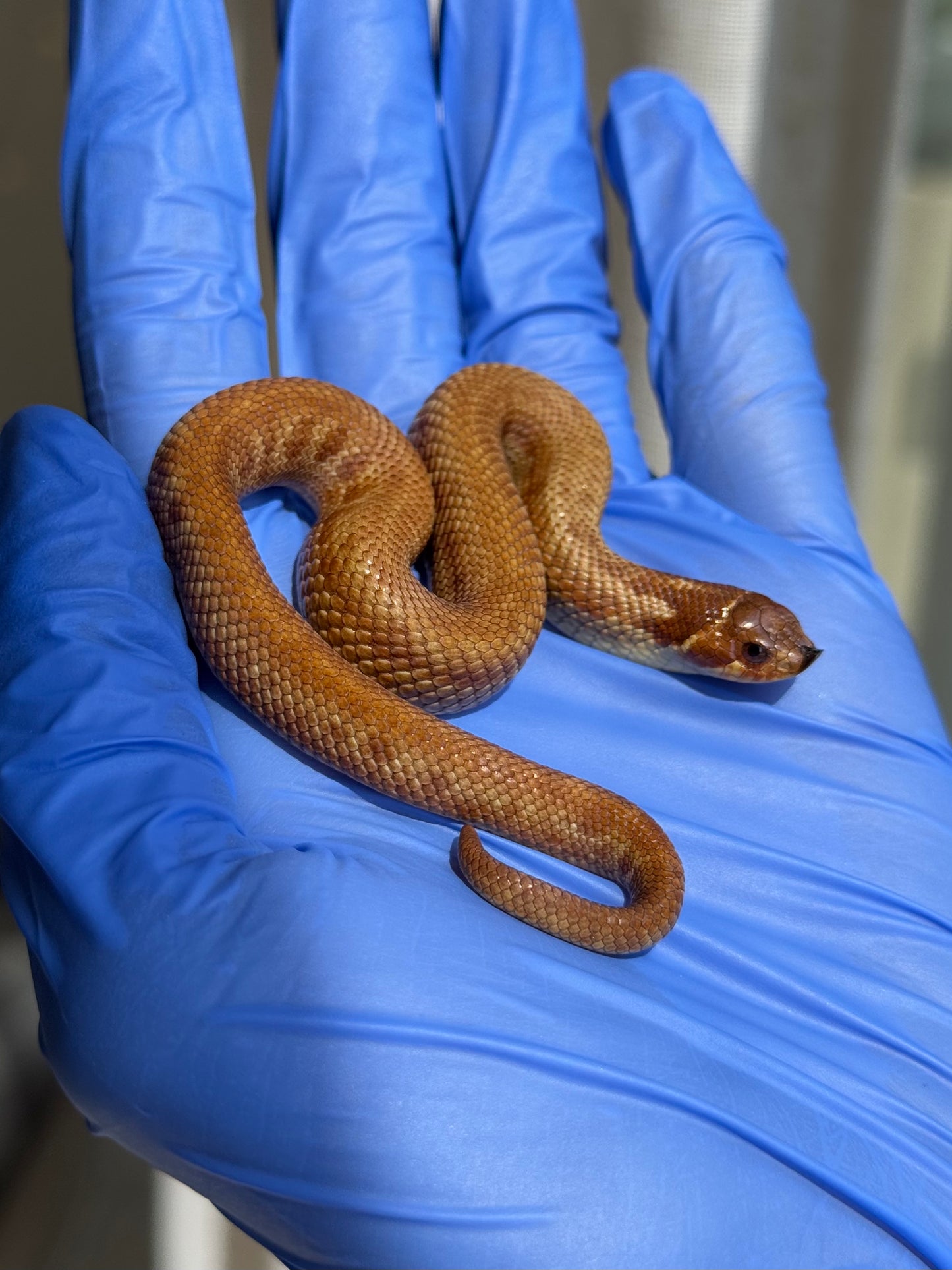 2025 肉桂康達Het白化, 檸檬鬼彩色爆風血系 ♂ (H25408)