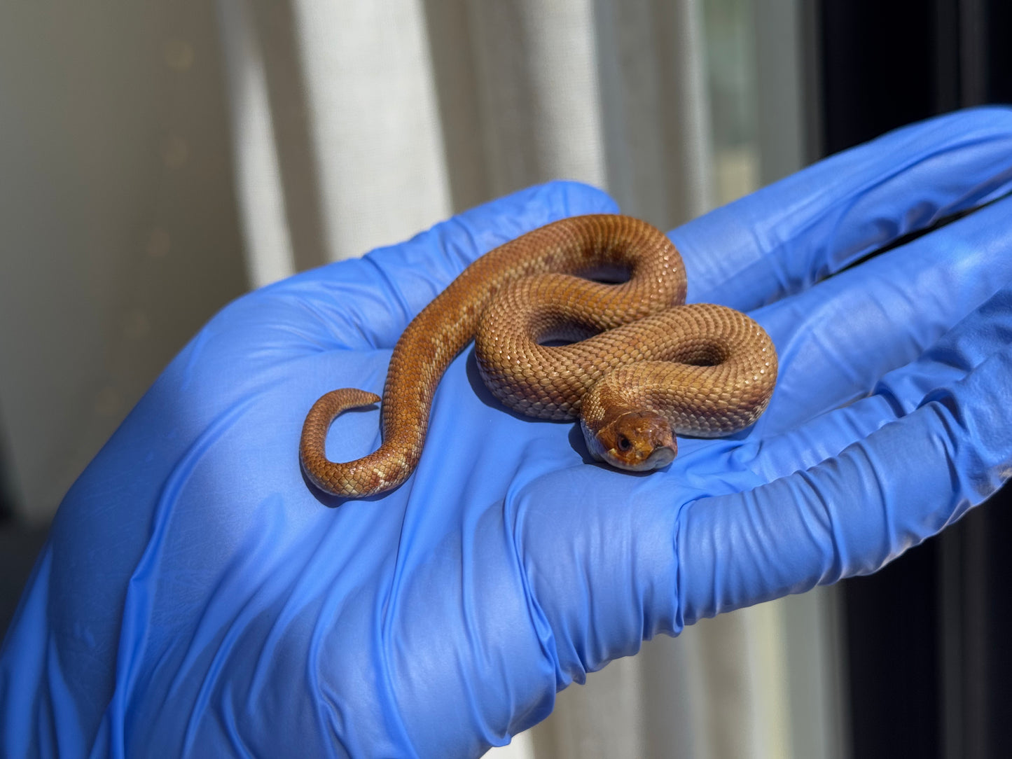 2025 肉桂康達Het白化, 檸檬鬼彩色爆風血系 ♂ (H25408)