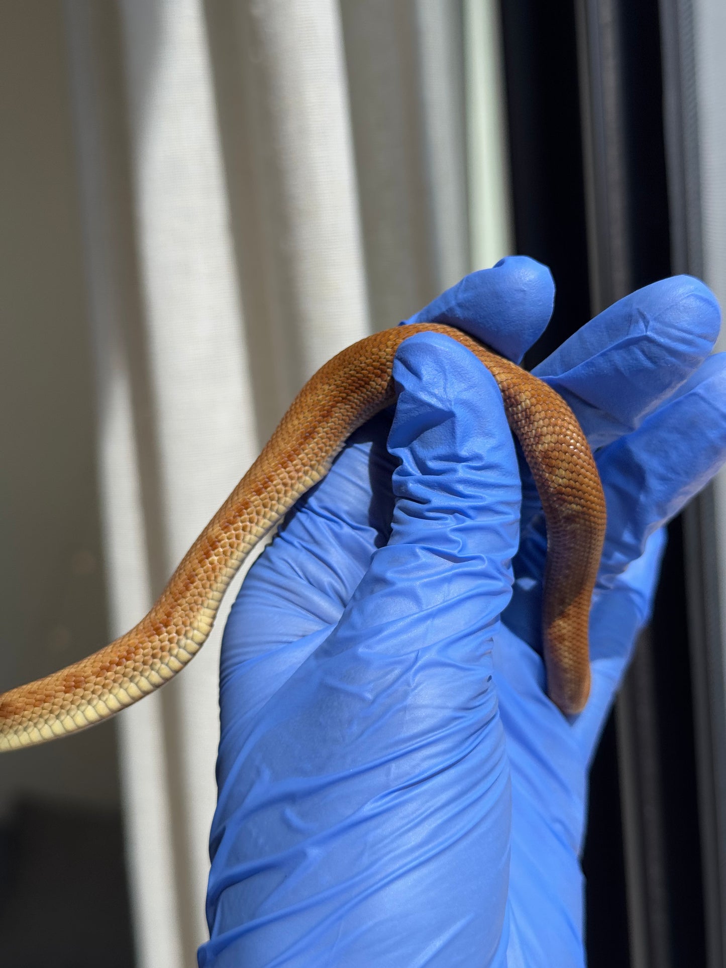 2025 肉桂康達Het白化, 檸檬鬼彩色爆風血系 ♂ (H25408)