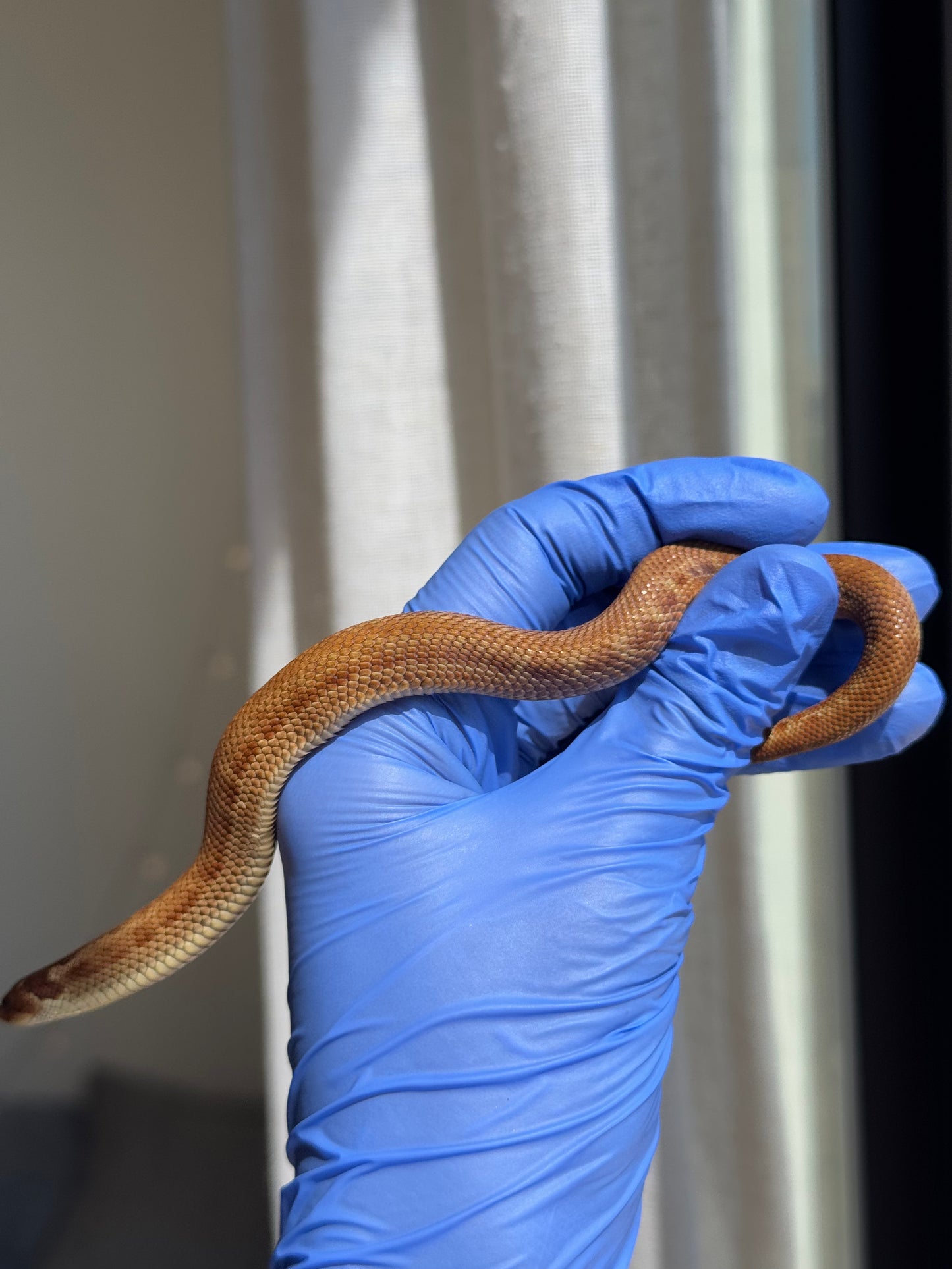 2025 肉桂康達Het白化, 檸檬鬼彩色爆風血系 ♂ (H25408)