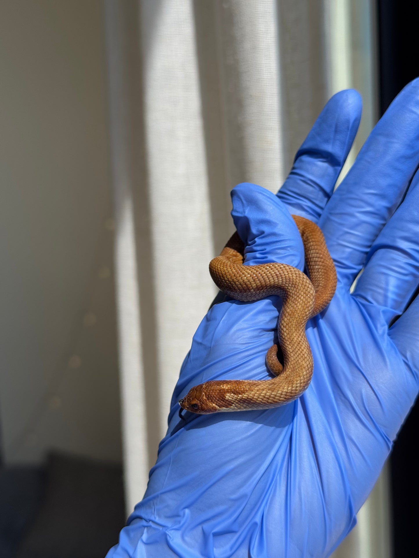 2025 肉桂康達Het白化, 檸檬鬼彩色爆風血系 ♂ (H25408)